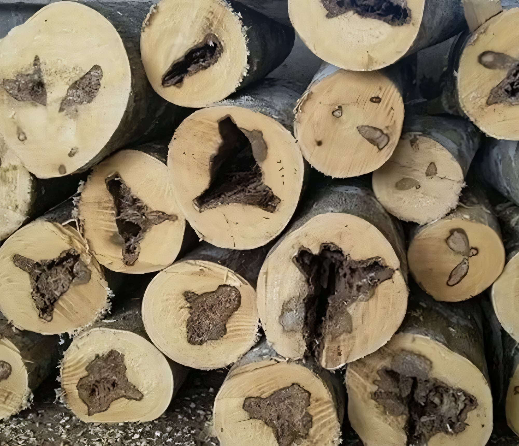 Агаровое дерево