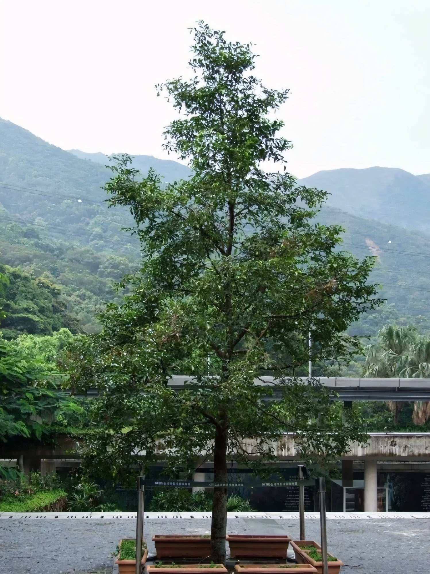 Агаровое дерево