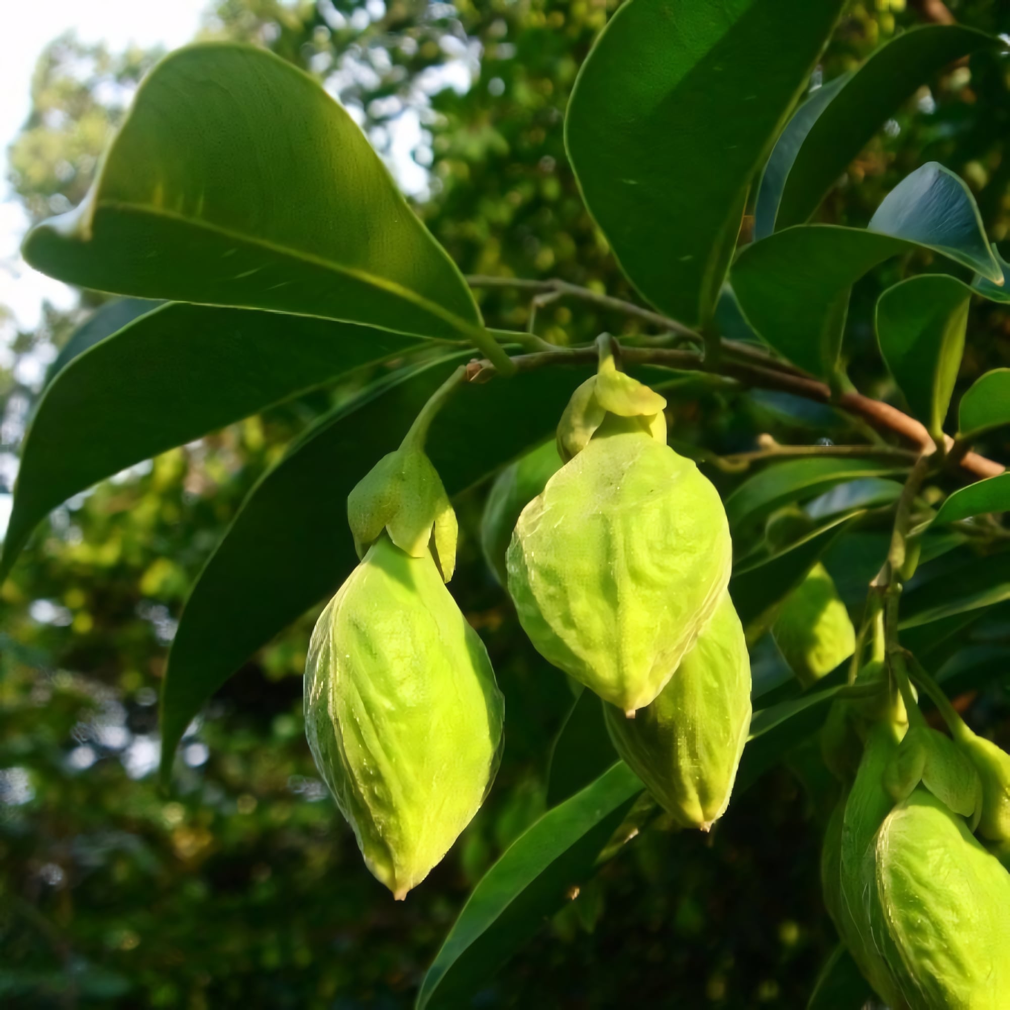 Агаровое дерево