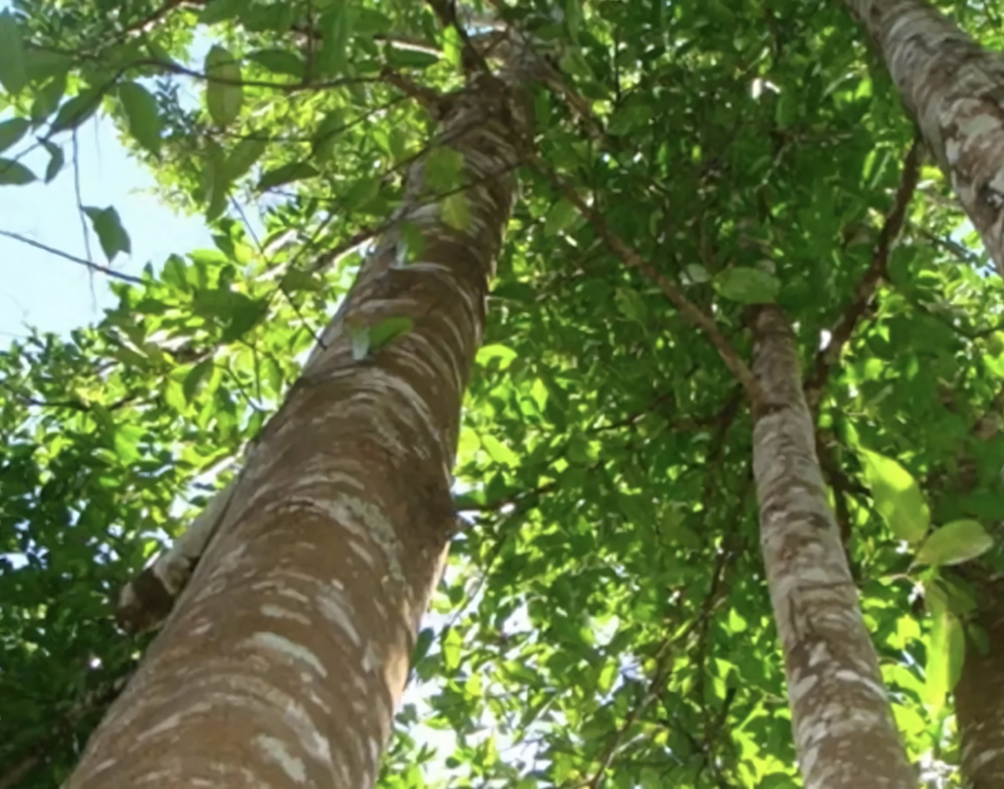 Агаровое дерево