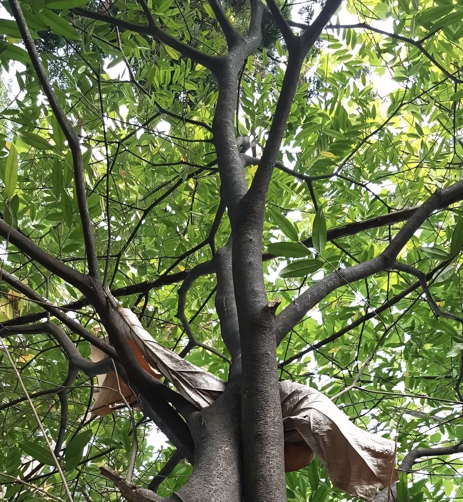 Агаровое дерево