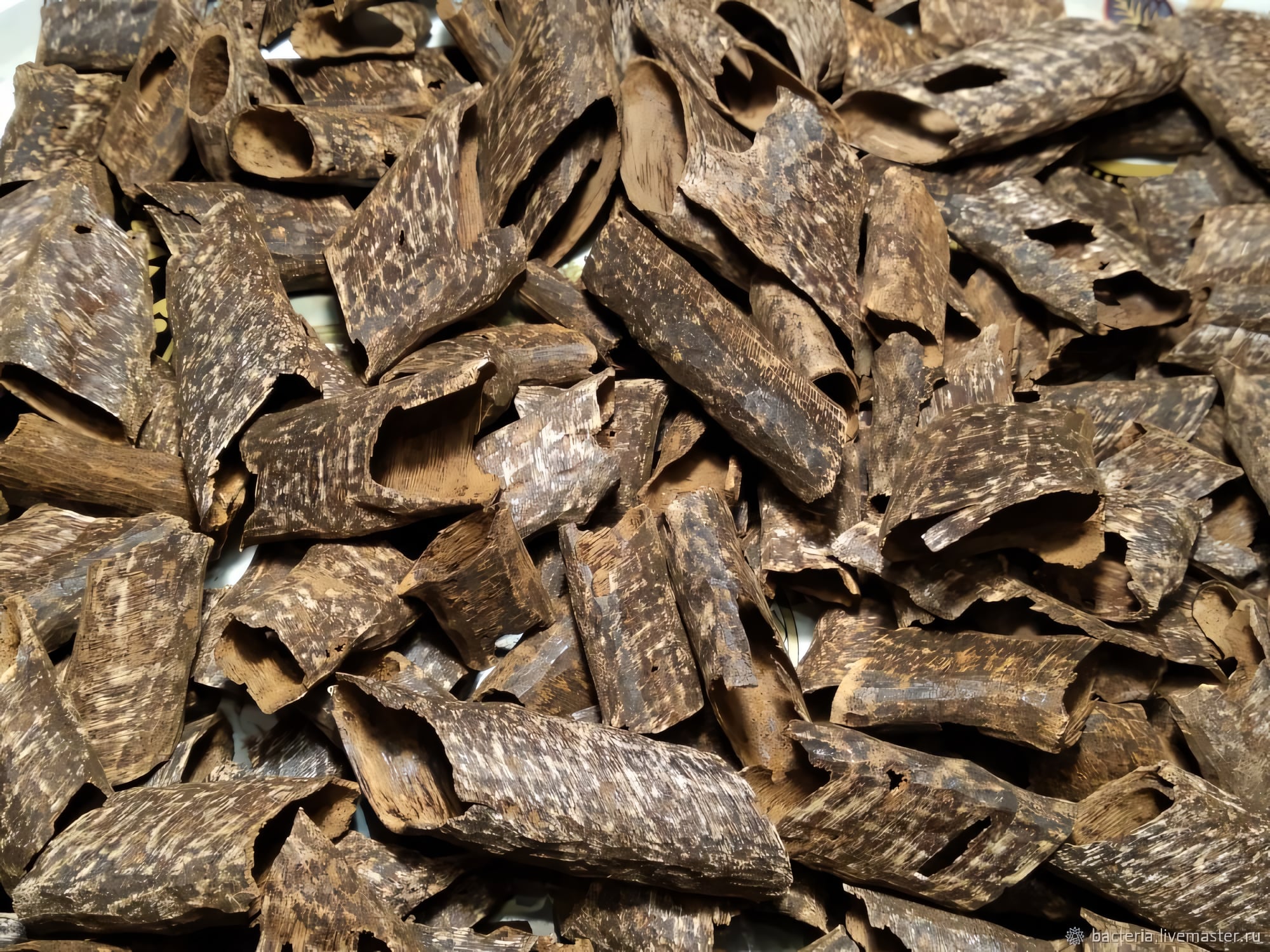 Агаровое дерево