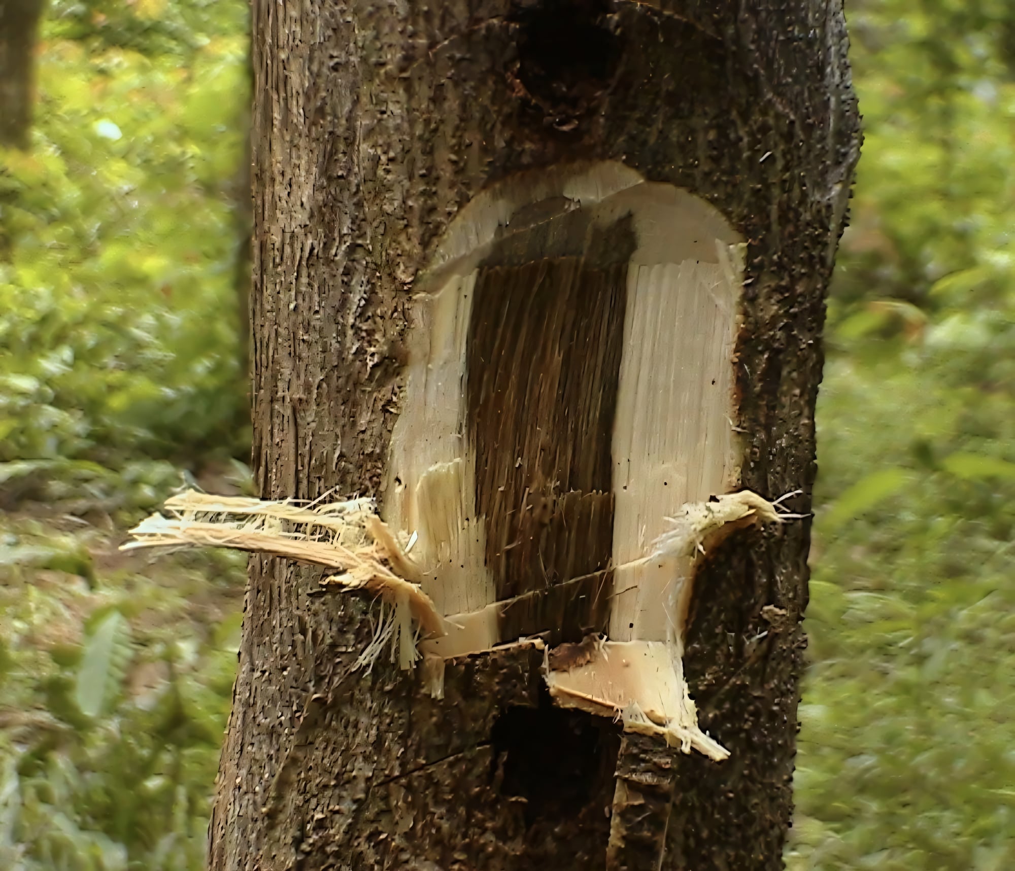 Агаровое дерево