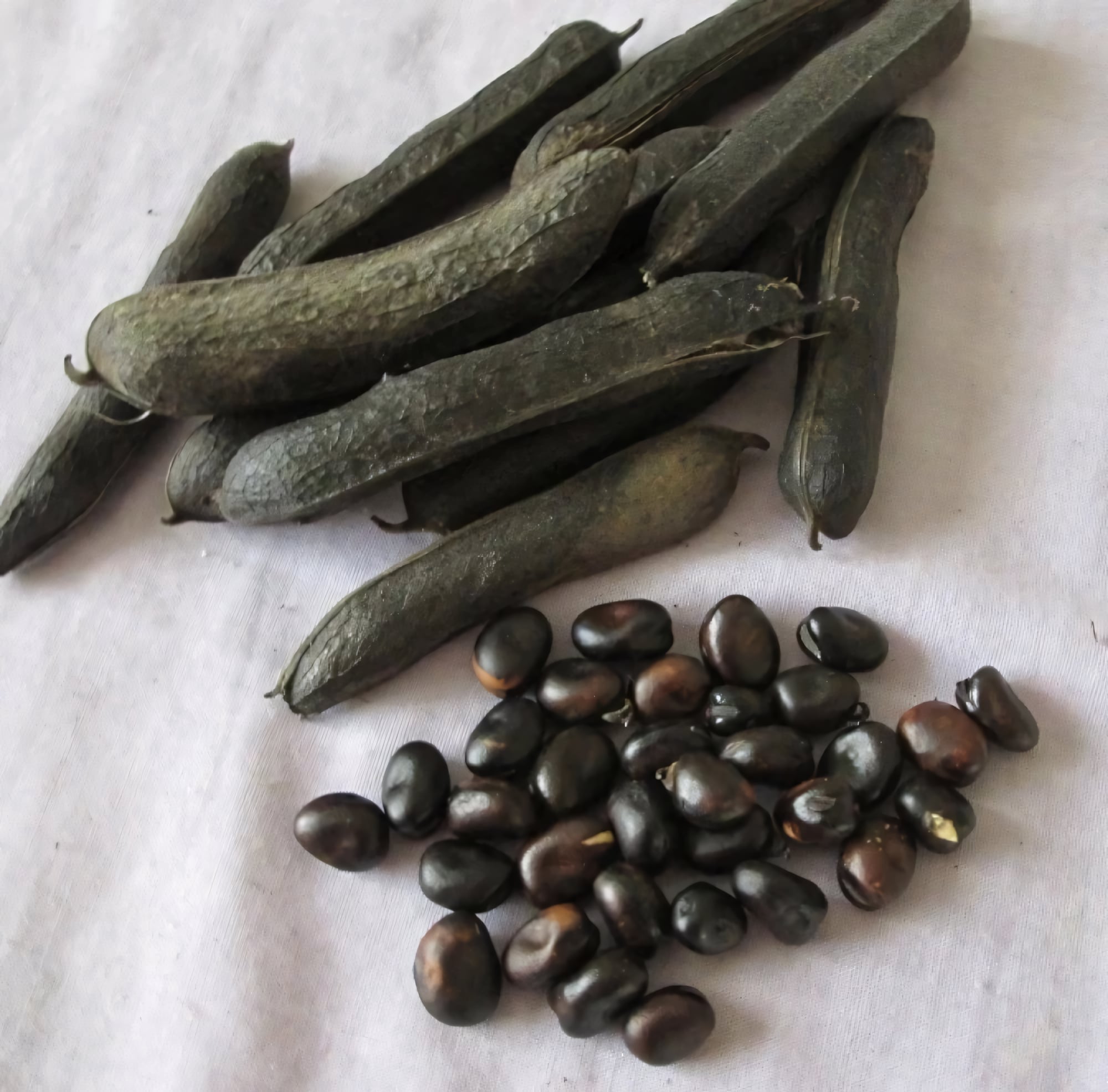 Чёрная соя (кофейная соя)