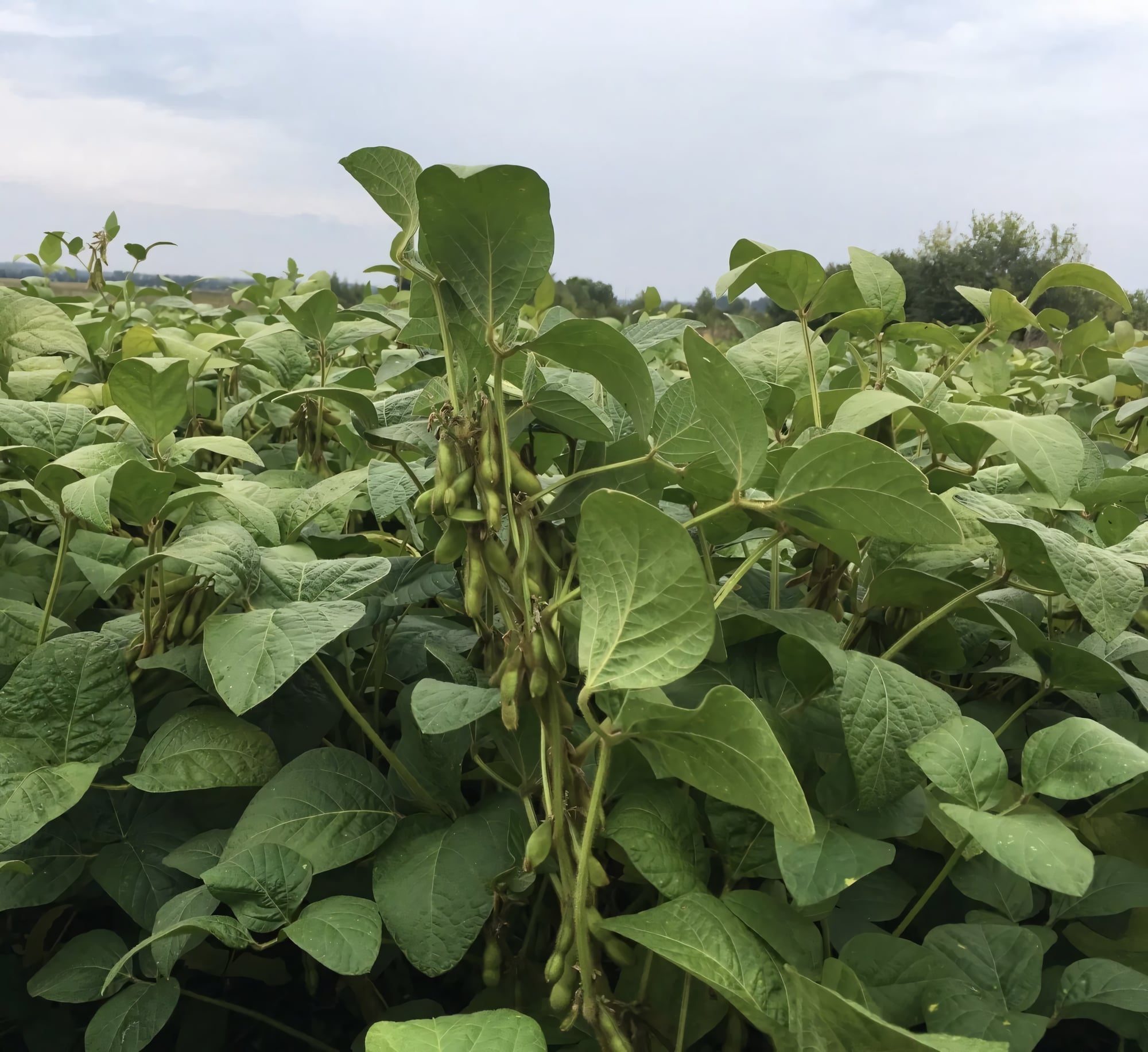 Чёрная соя (кофейная соя)