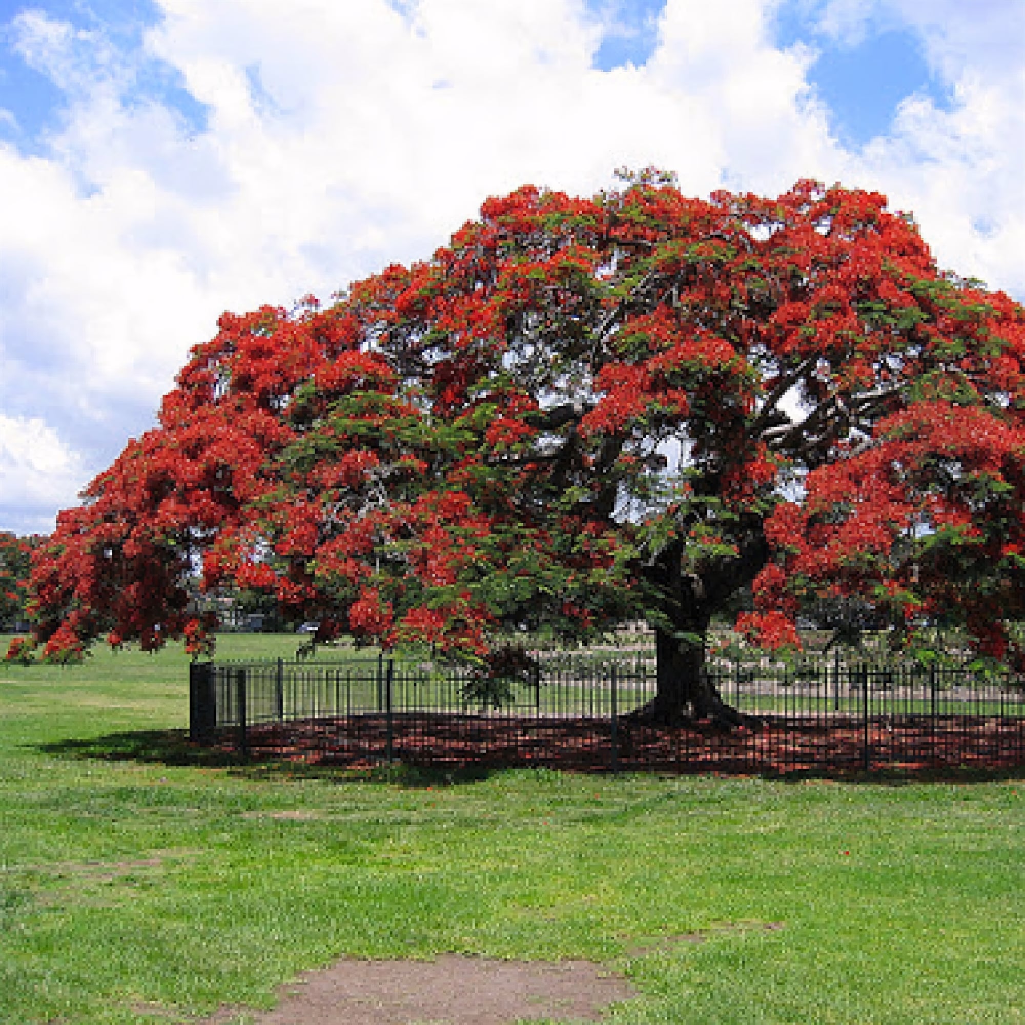 Делоникс королевский