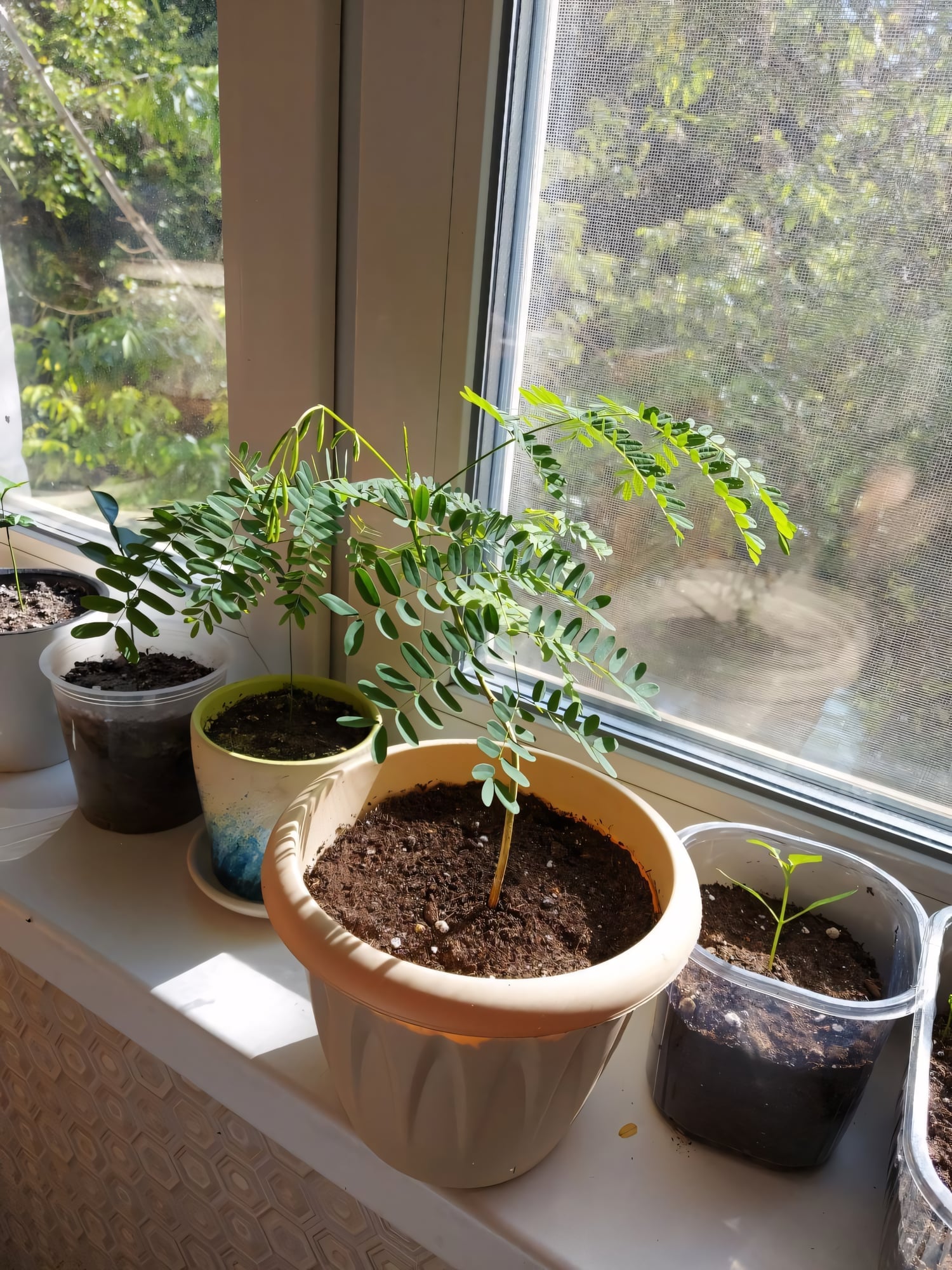 Делоникс королевский