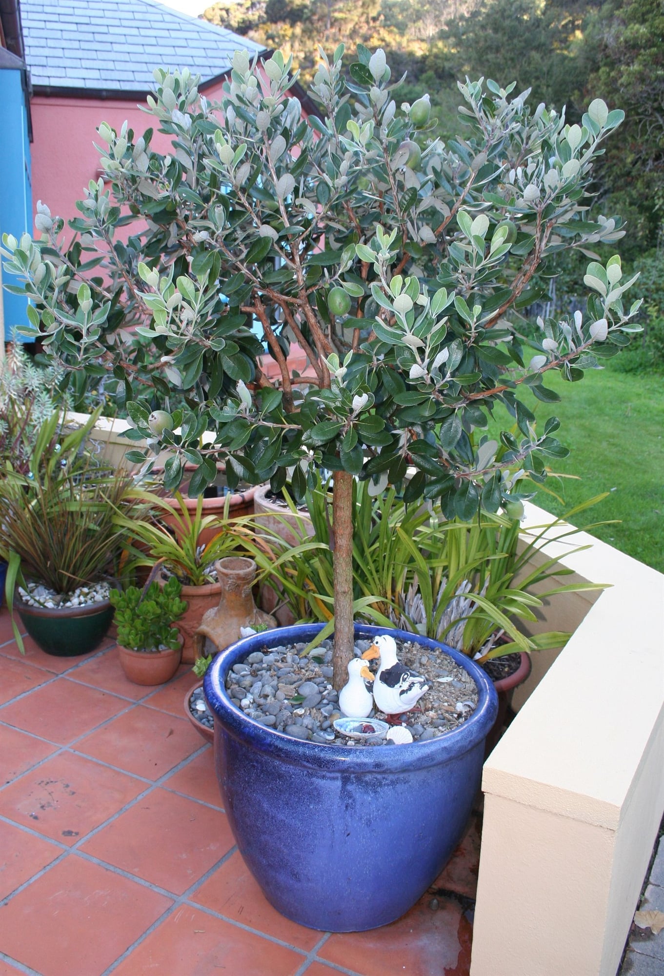 Фейхоа крупноплодный