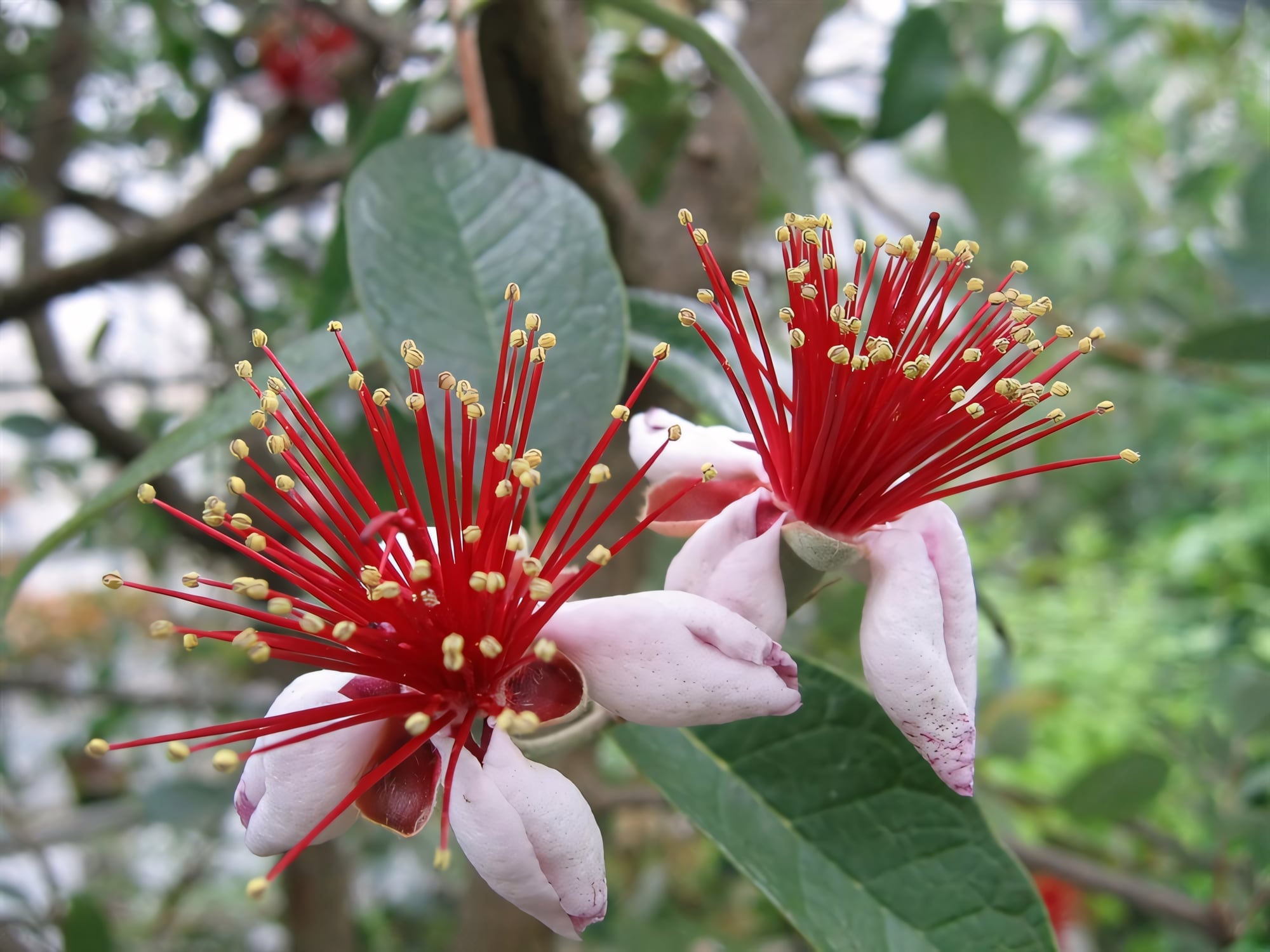 Фейхоа крупноплодный