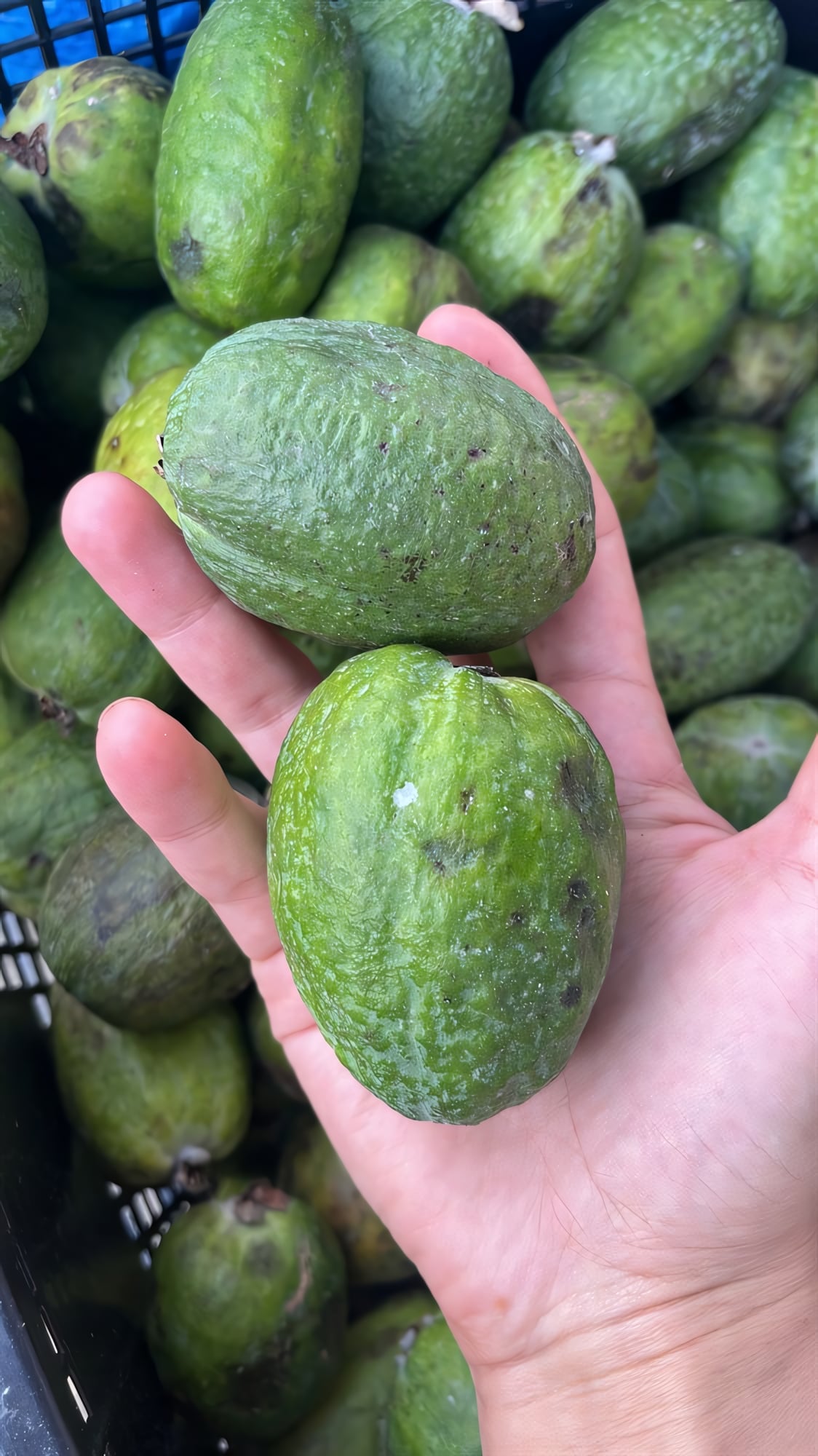 Фейхоа крупноплодный