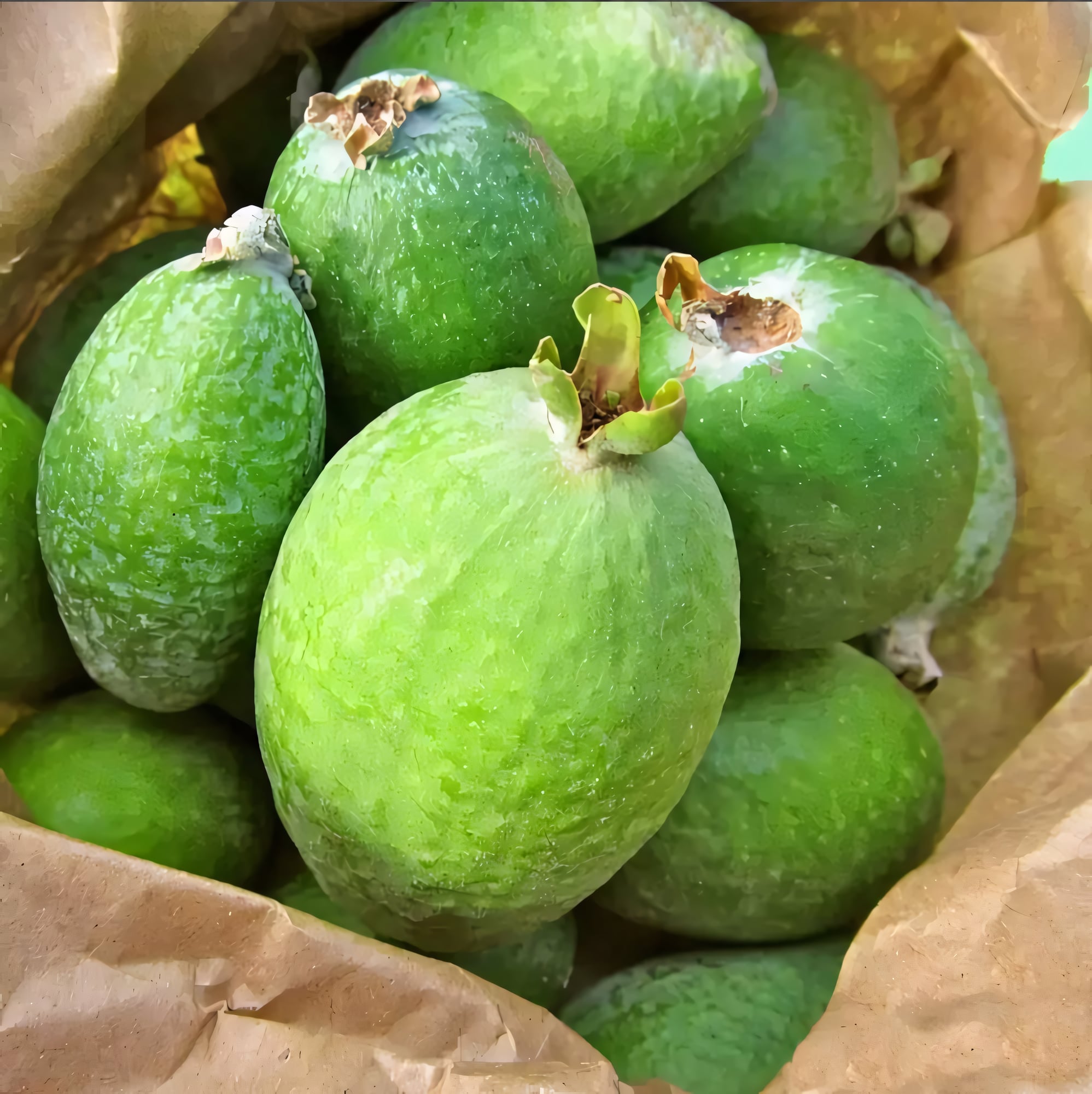 Фейхоа крупноплодный