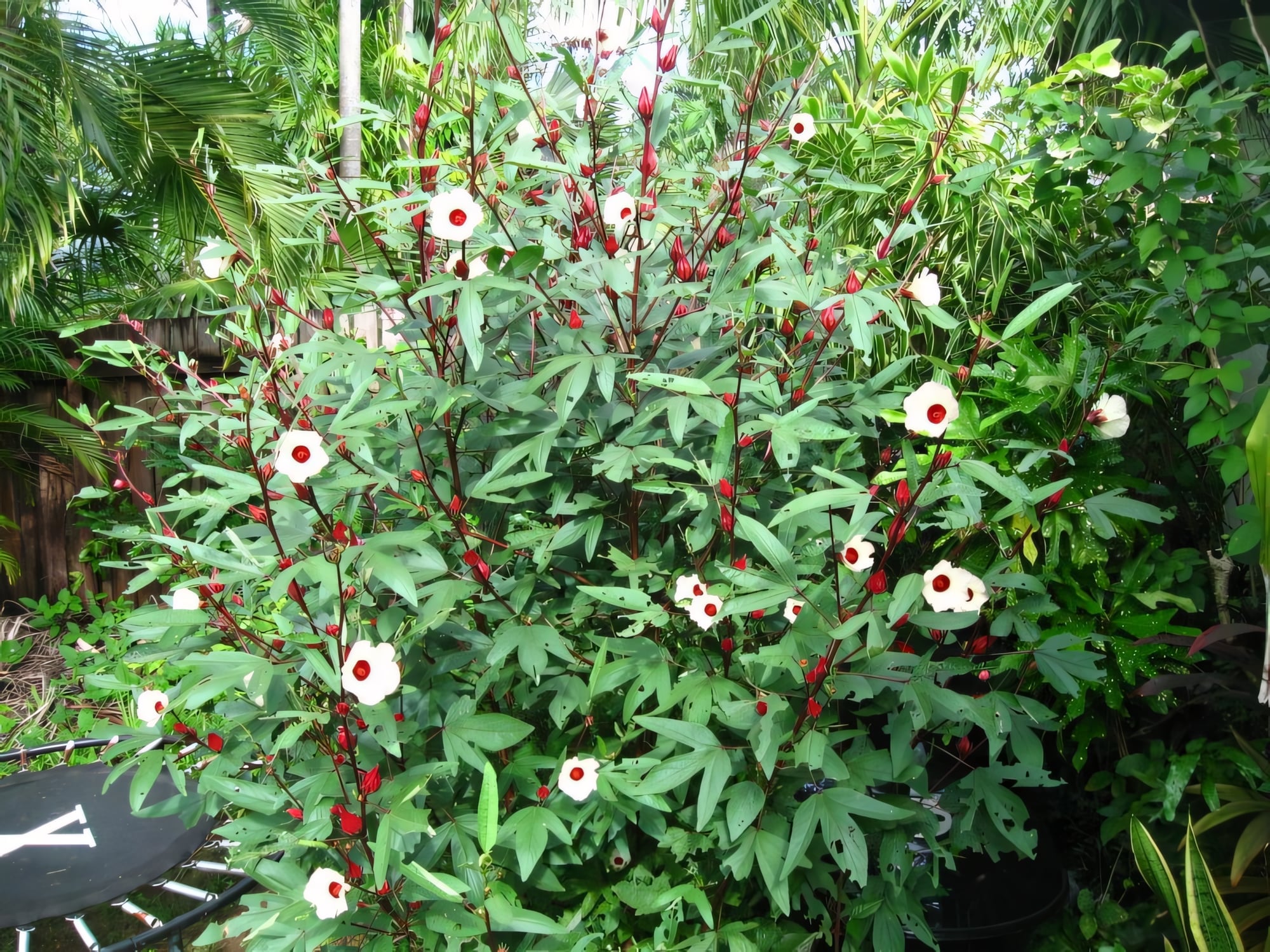 Гибискус сабдариффа (Каркаде)