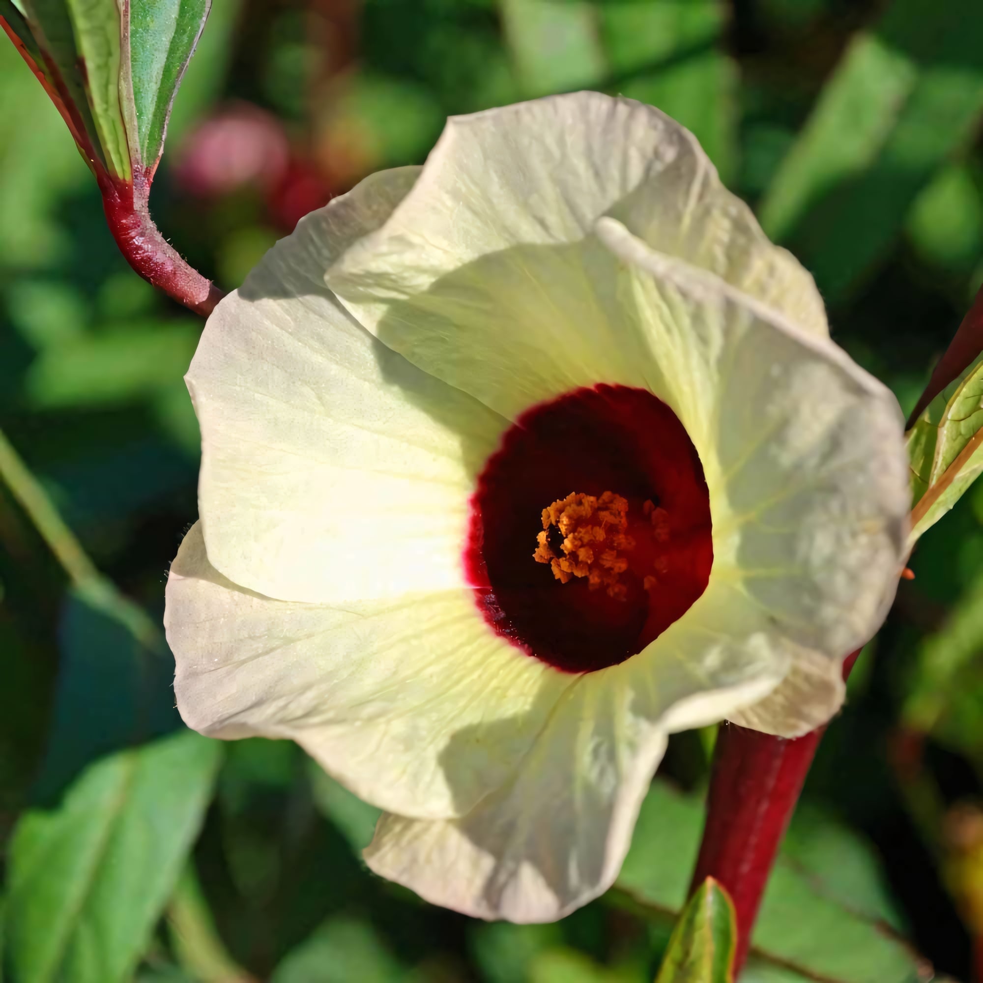 Гибискус сабдариффа (Каркаде)