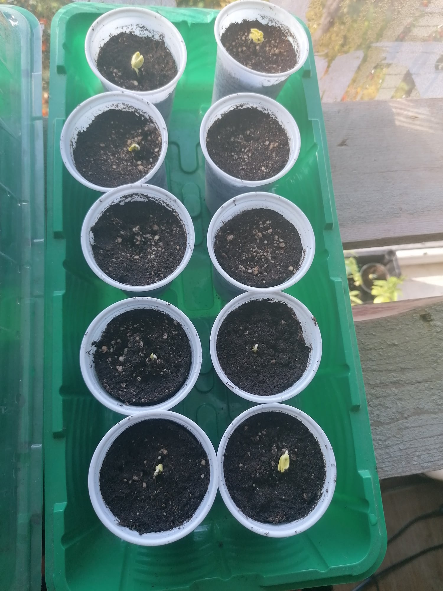 Гибискус сабдариффа (Каркаде)