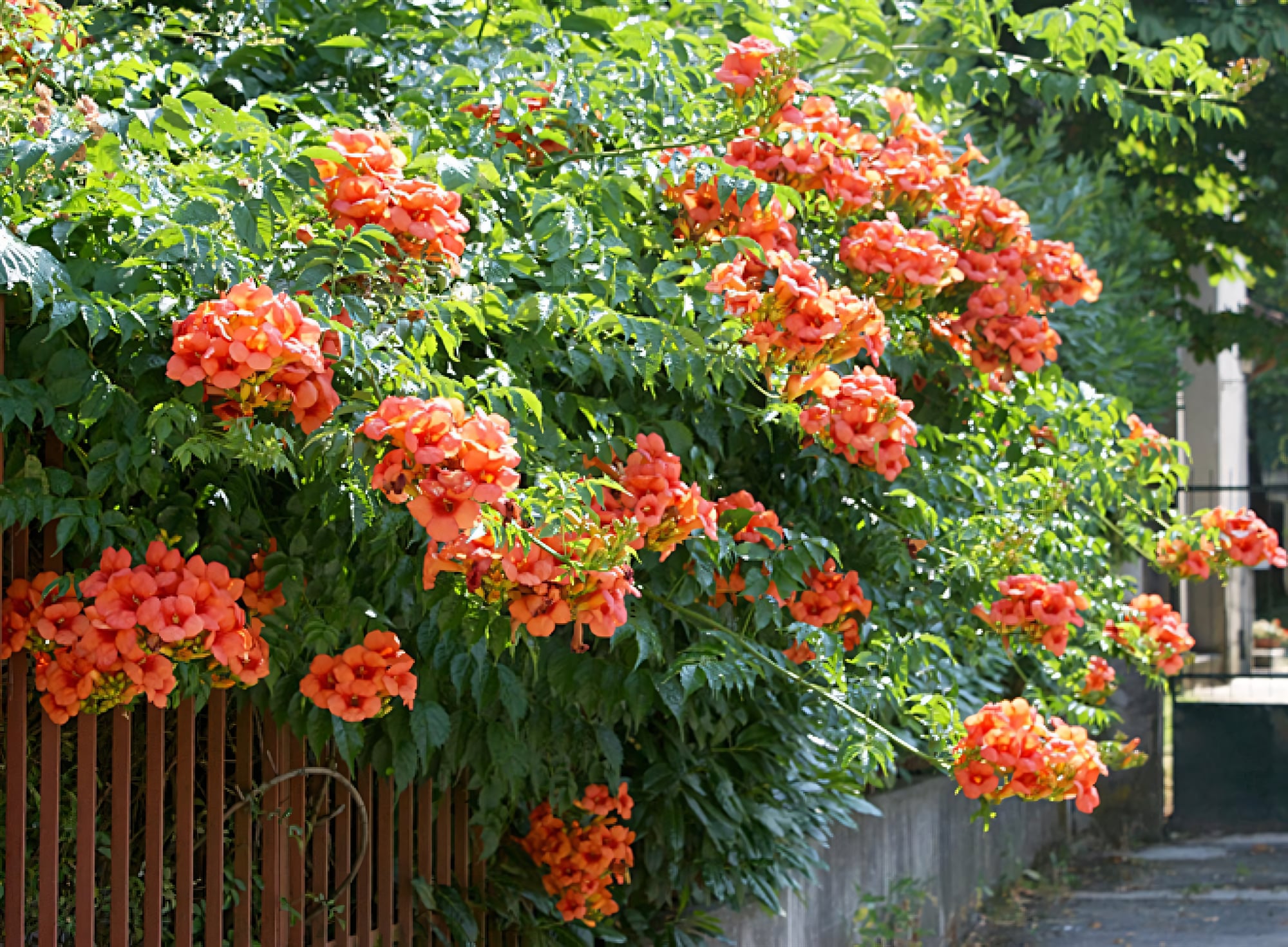 Кампсис укореняющийся