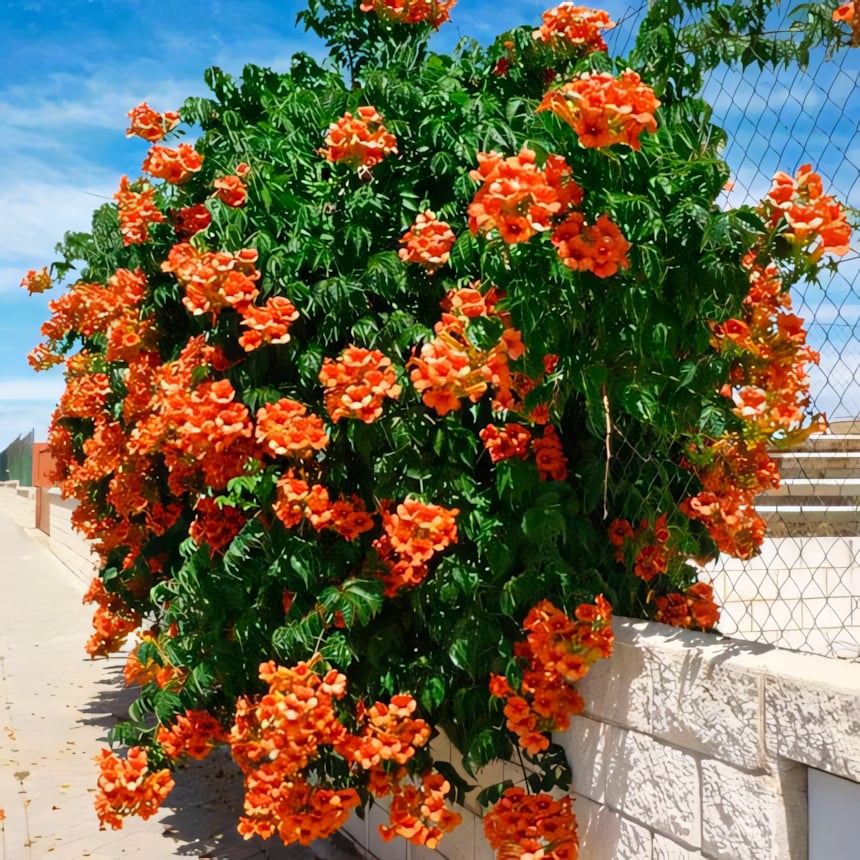 Кампсис укореняющийся