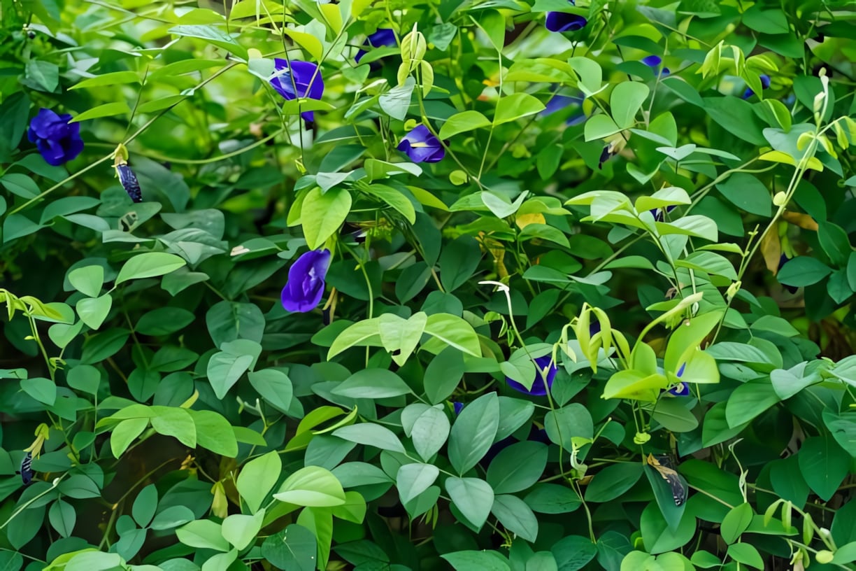 Клитория тройчатая