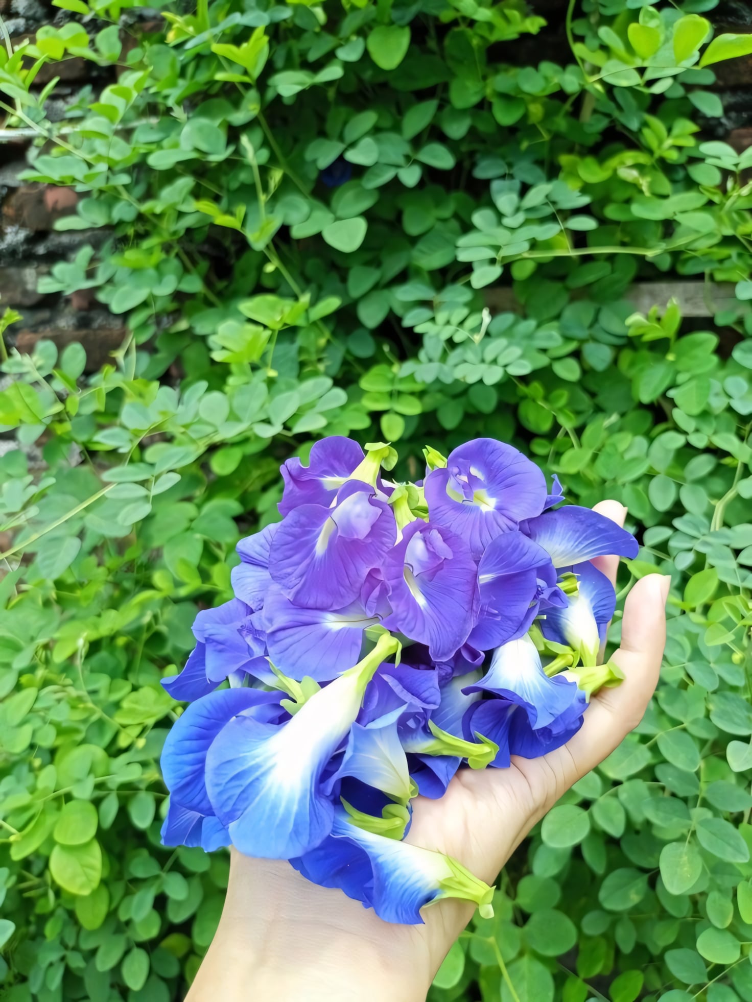 Клитория тройчатая