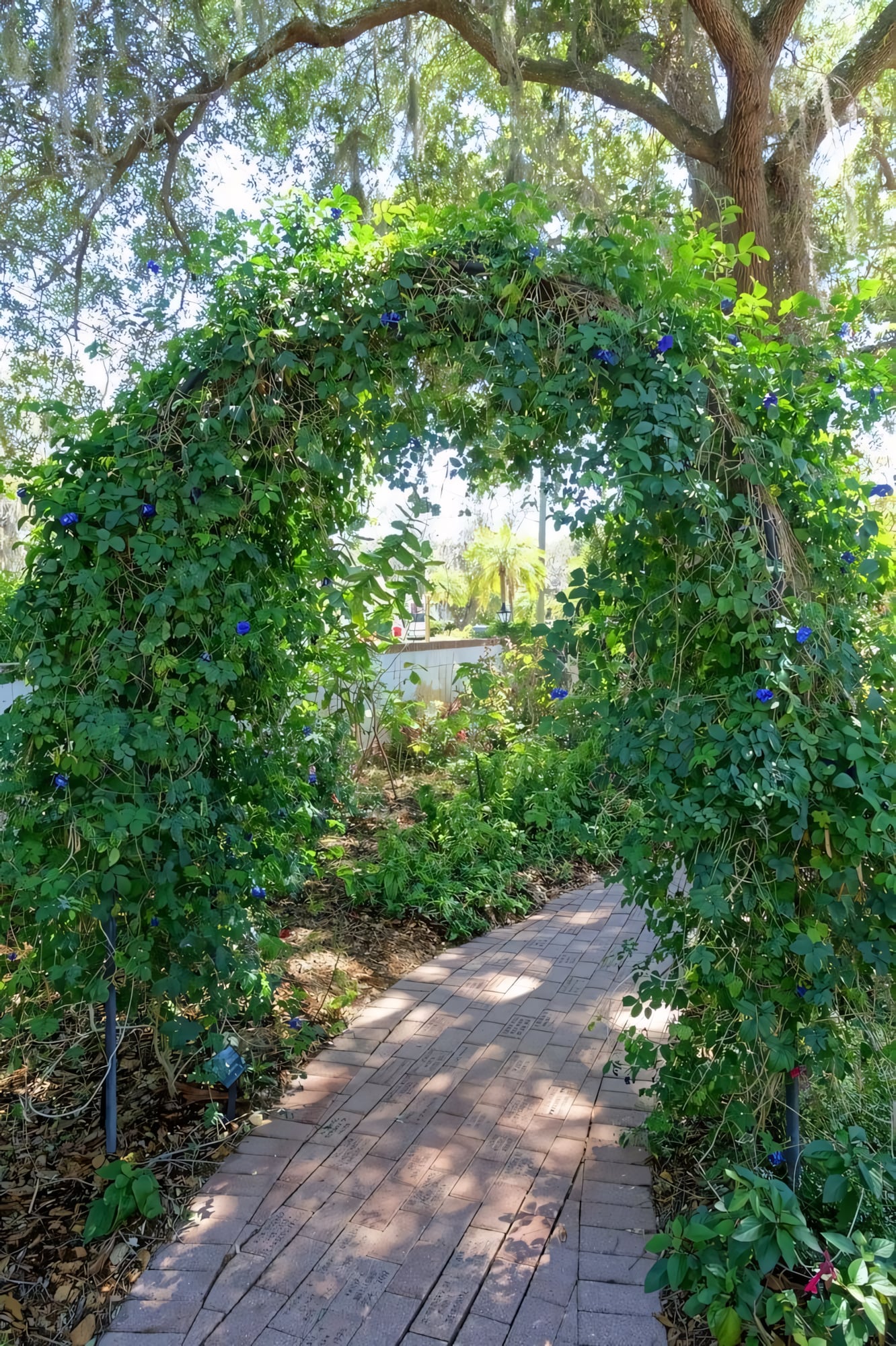 Клитория тройчатая