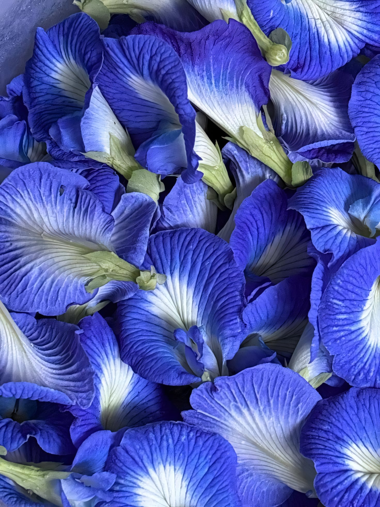 Клитория тройчатая