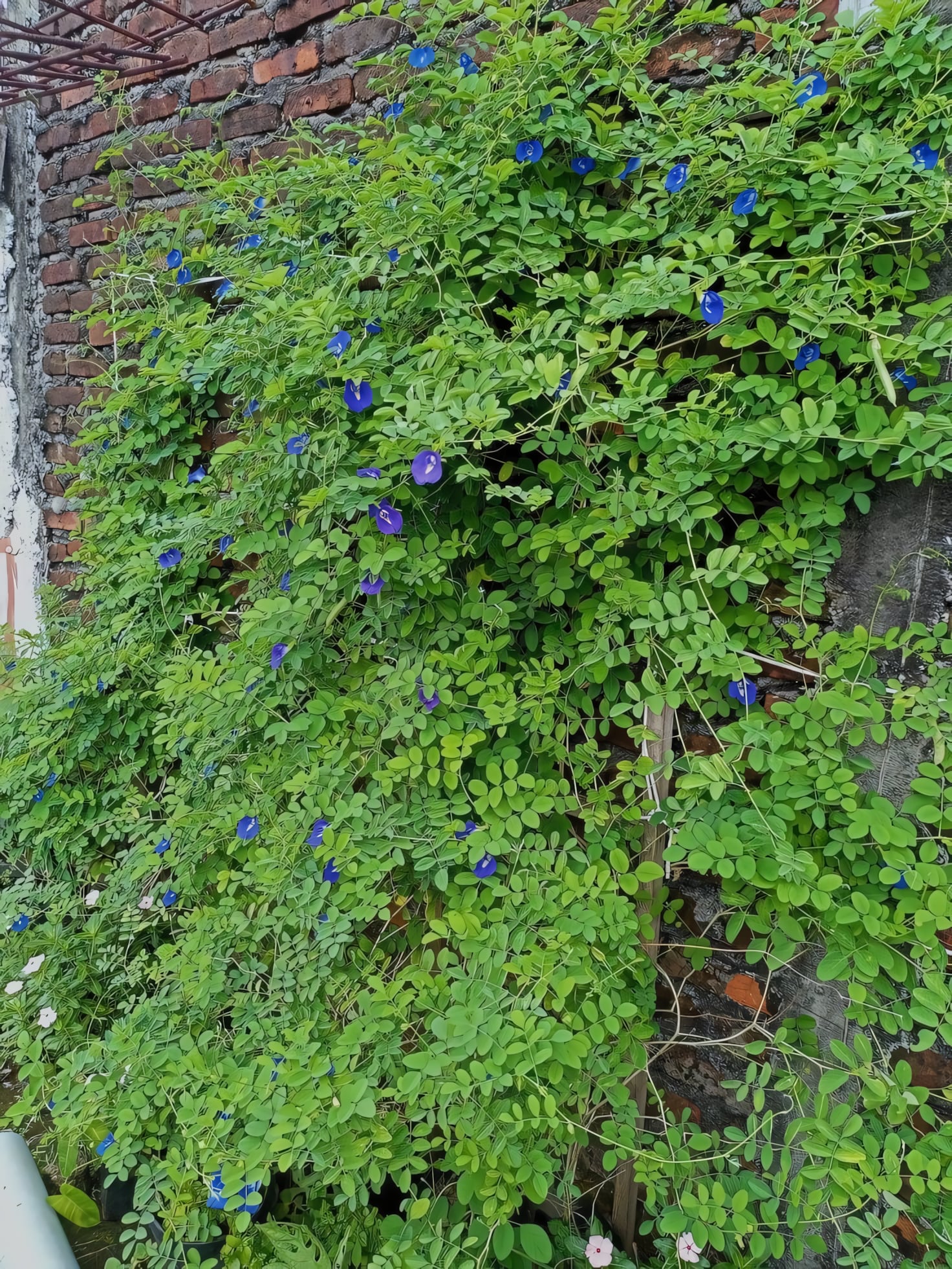 Клитория тройчатая