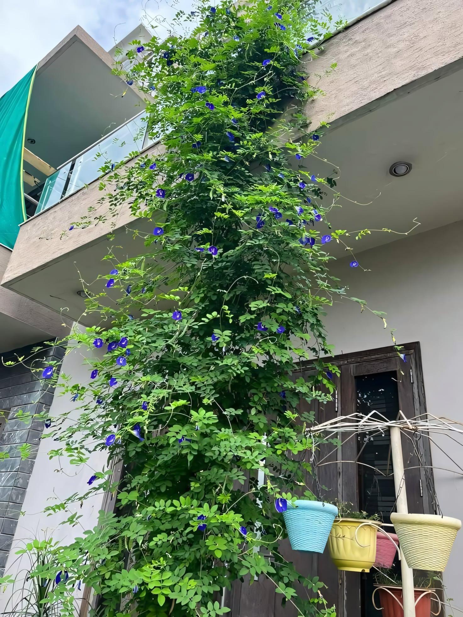 Клитория тройчатая