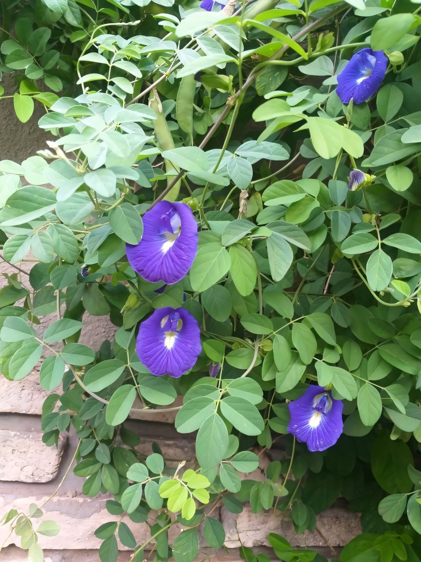 Клитория тройчатая