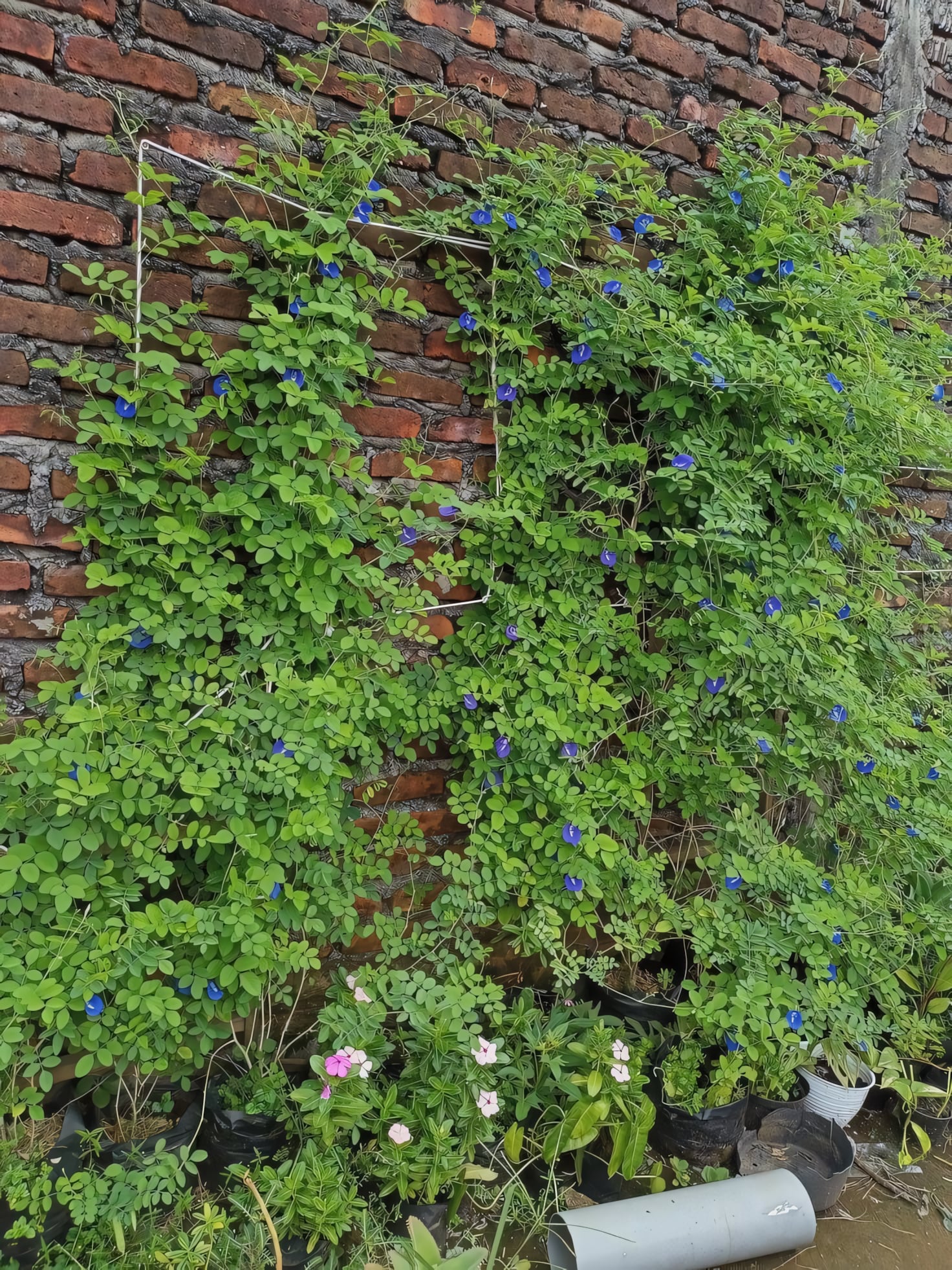 Клитория тройчатая