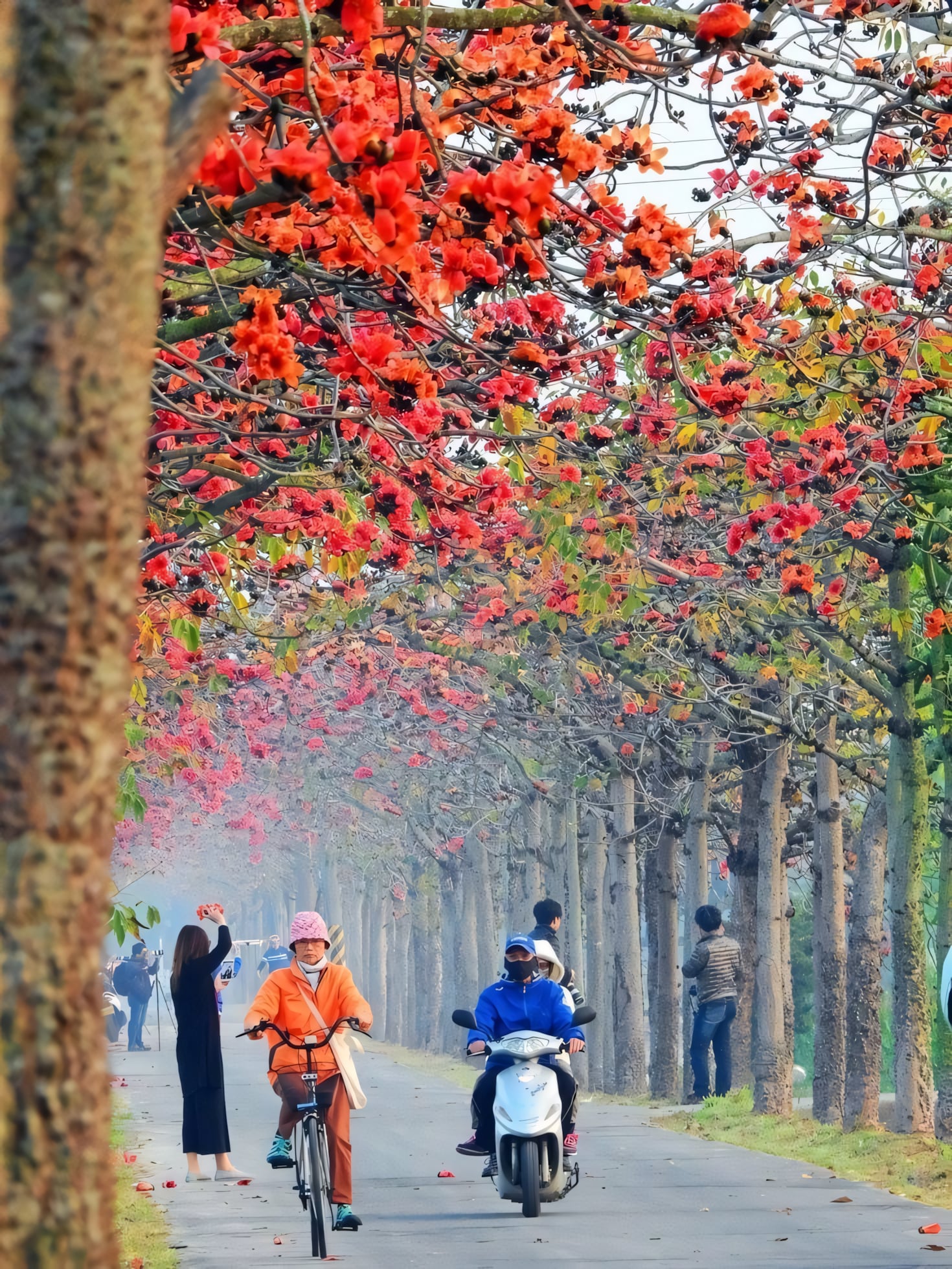 Красное хлопковое дерево