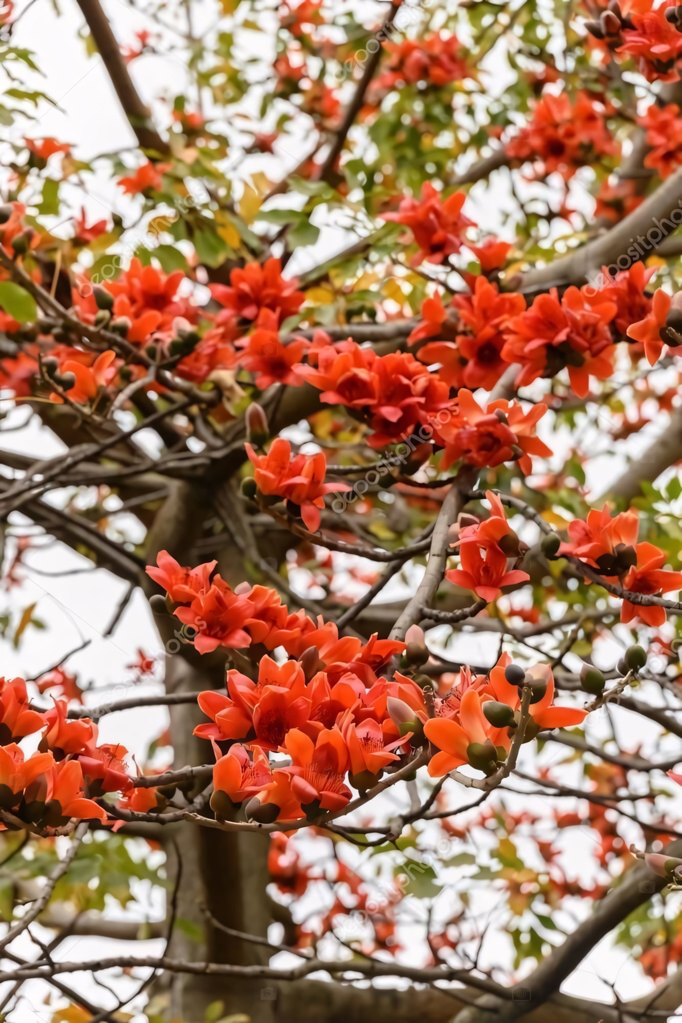 Красное хлопковое дерево