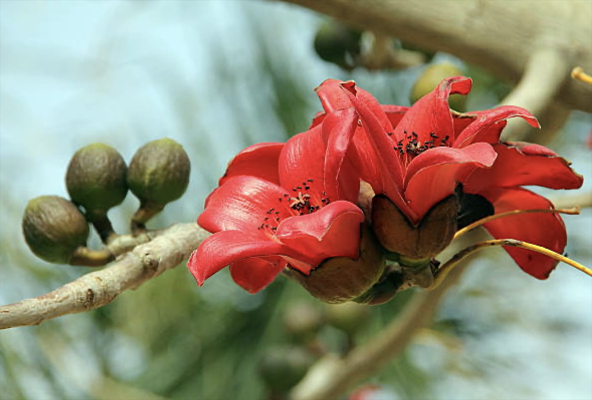 Красное хлопковое дерево