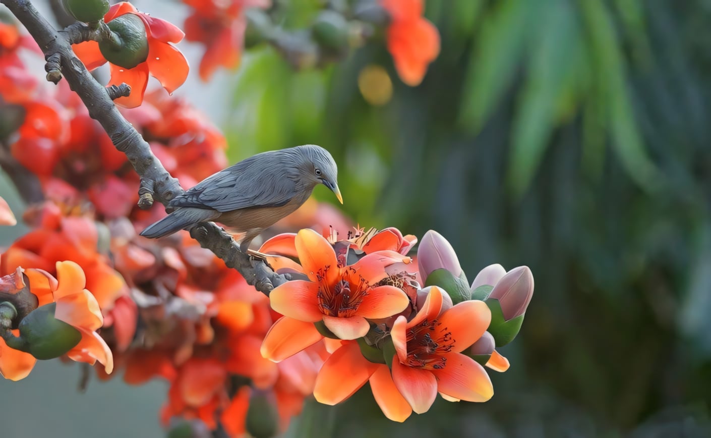 Красное хлопковое дерево
