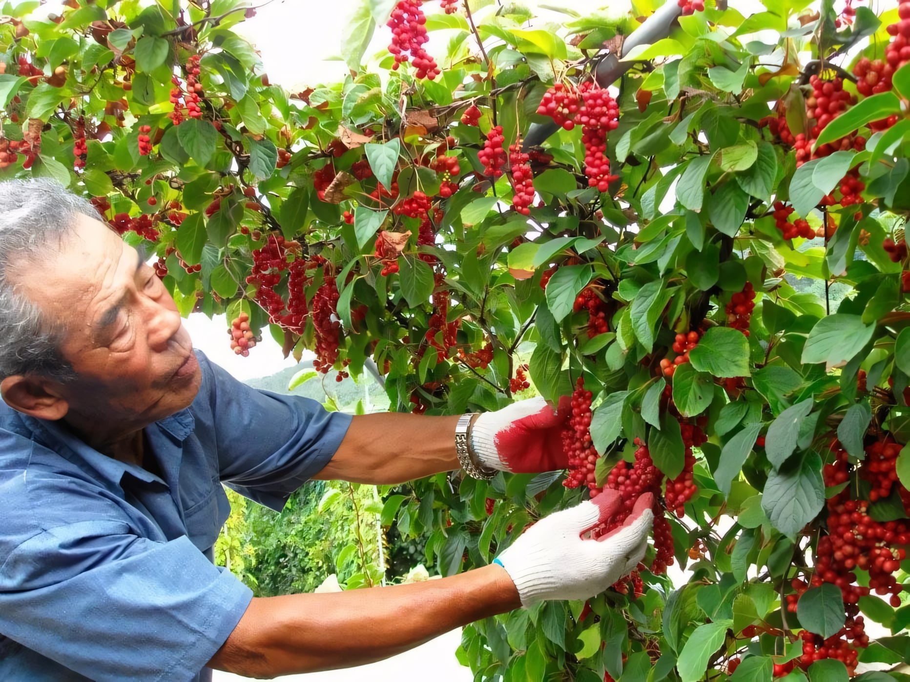 Лимонник китайский