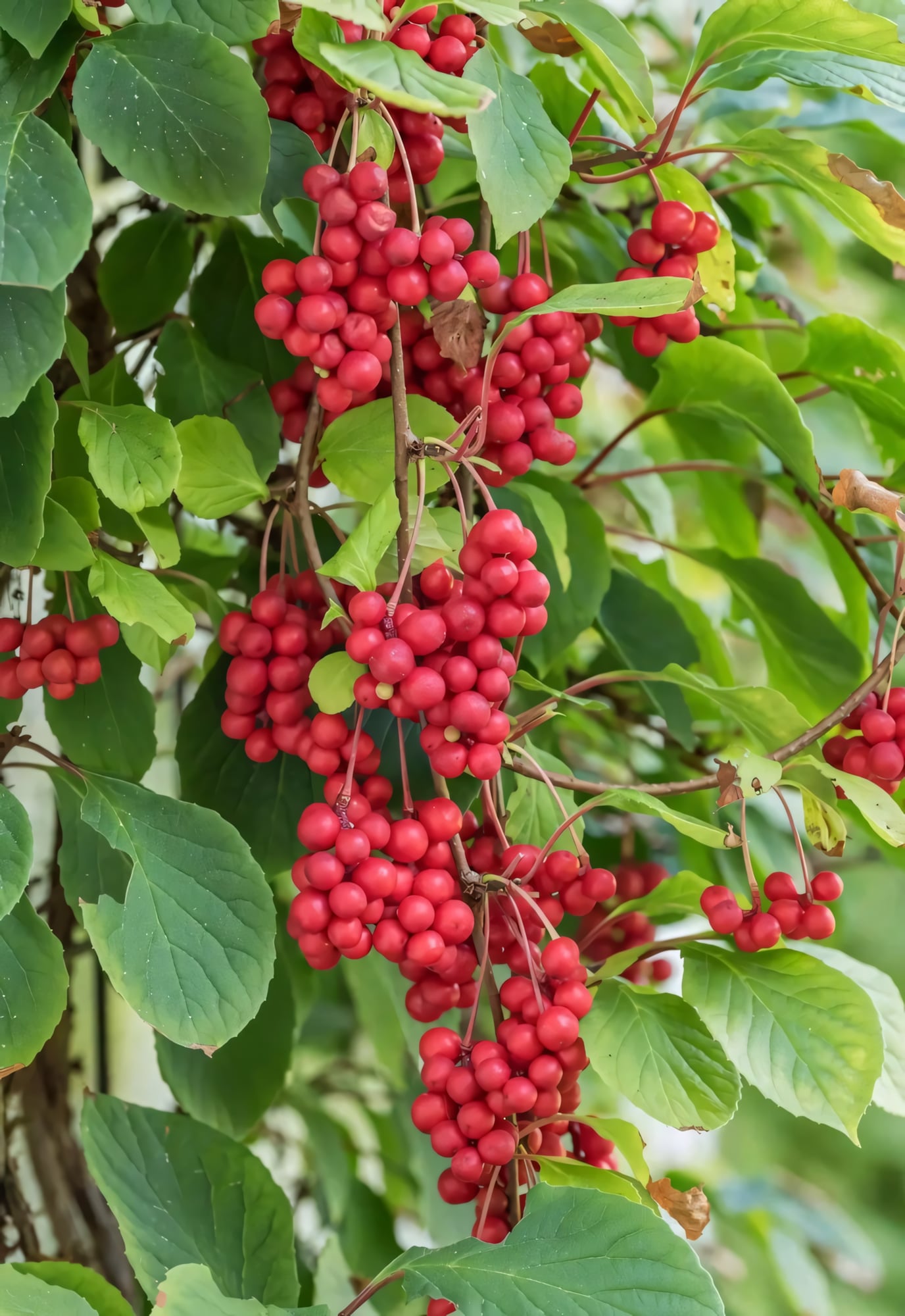 Лимонник китайский