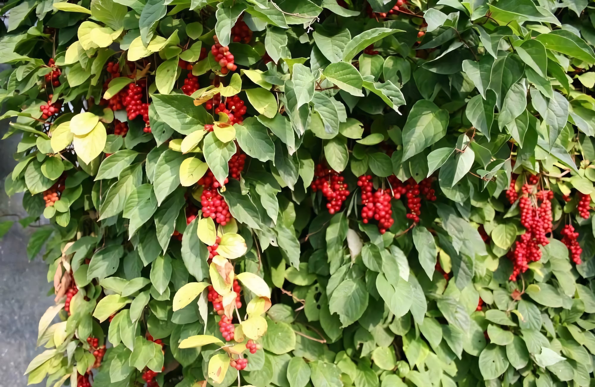 Лимонник китайский