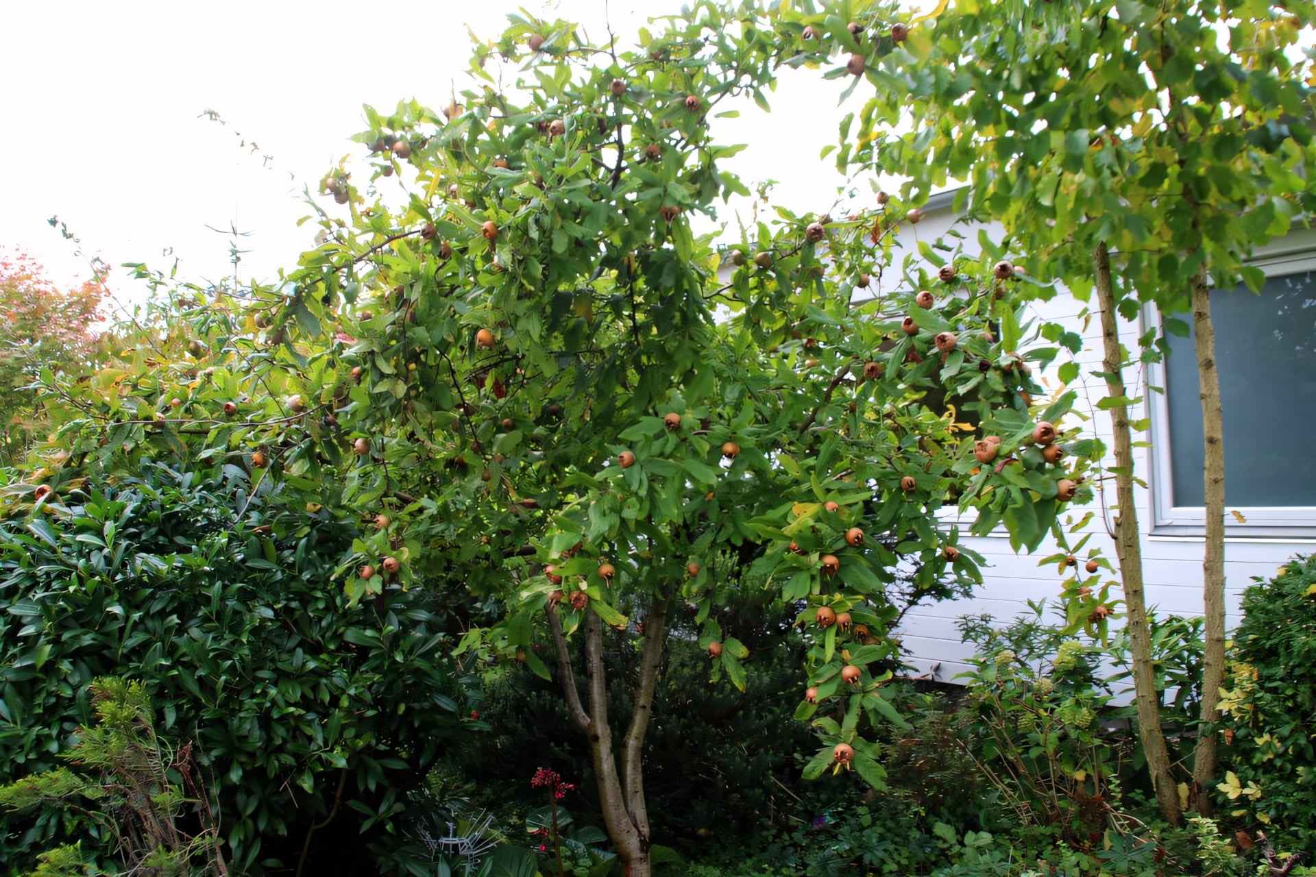 Мушмула германская