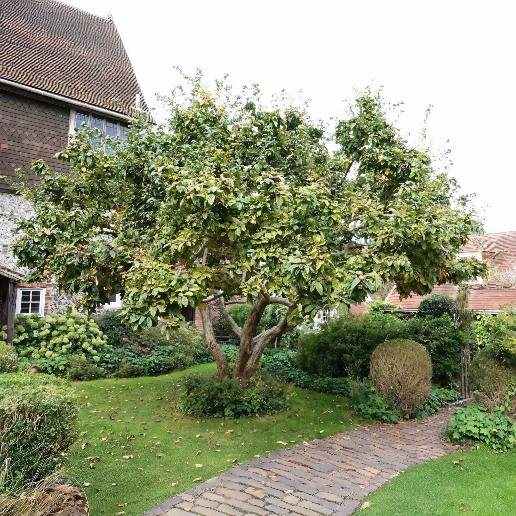 Мушмула германская