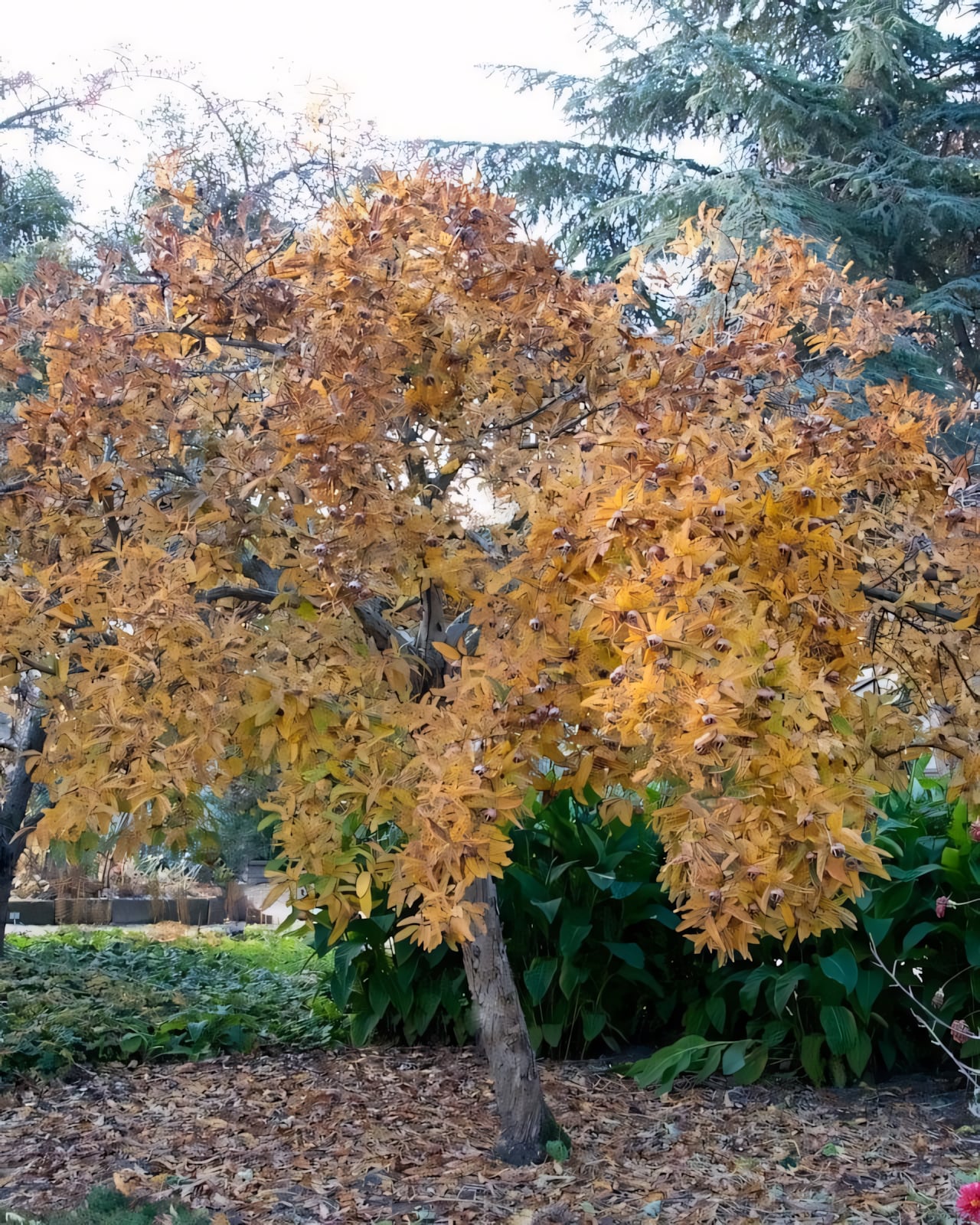 Мушмула германская