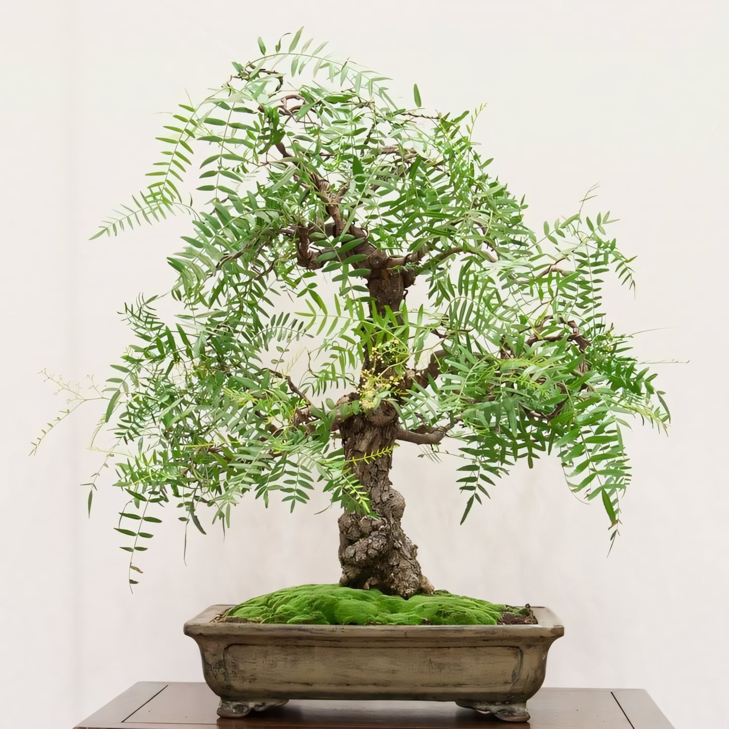 Перуанский перец (Шинус)