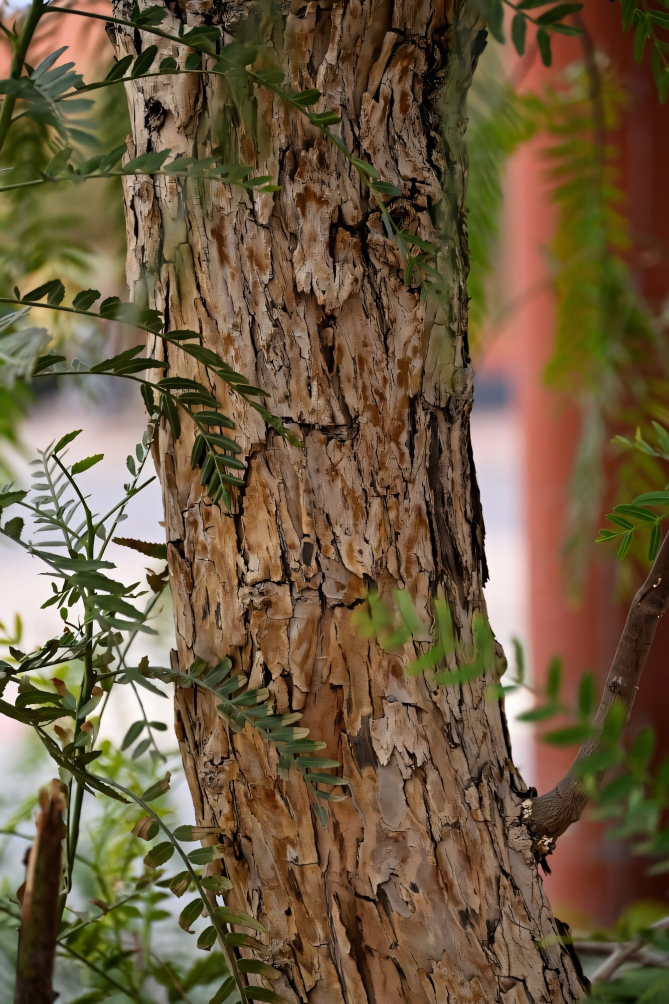 Перуанский перец (Шинус)