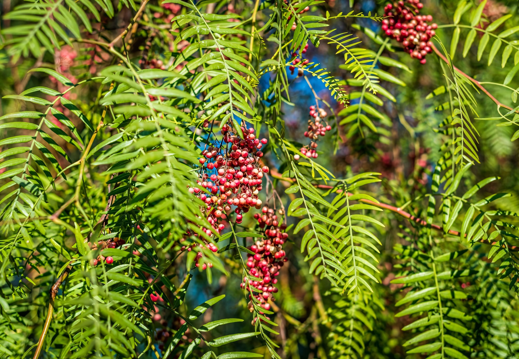 Перуанский перец (Шинус)