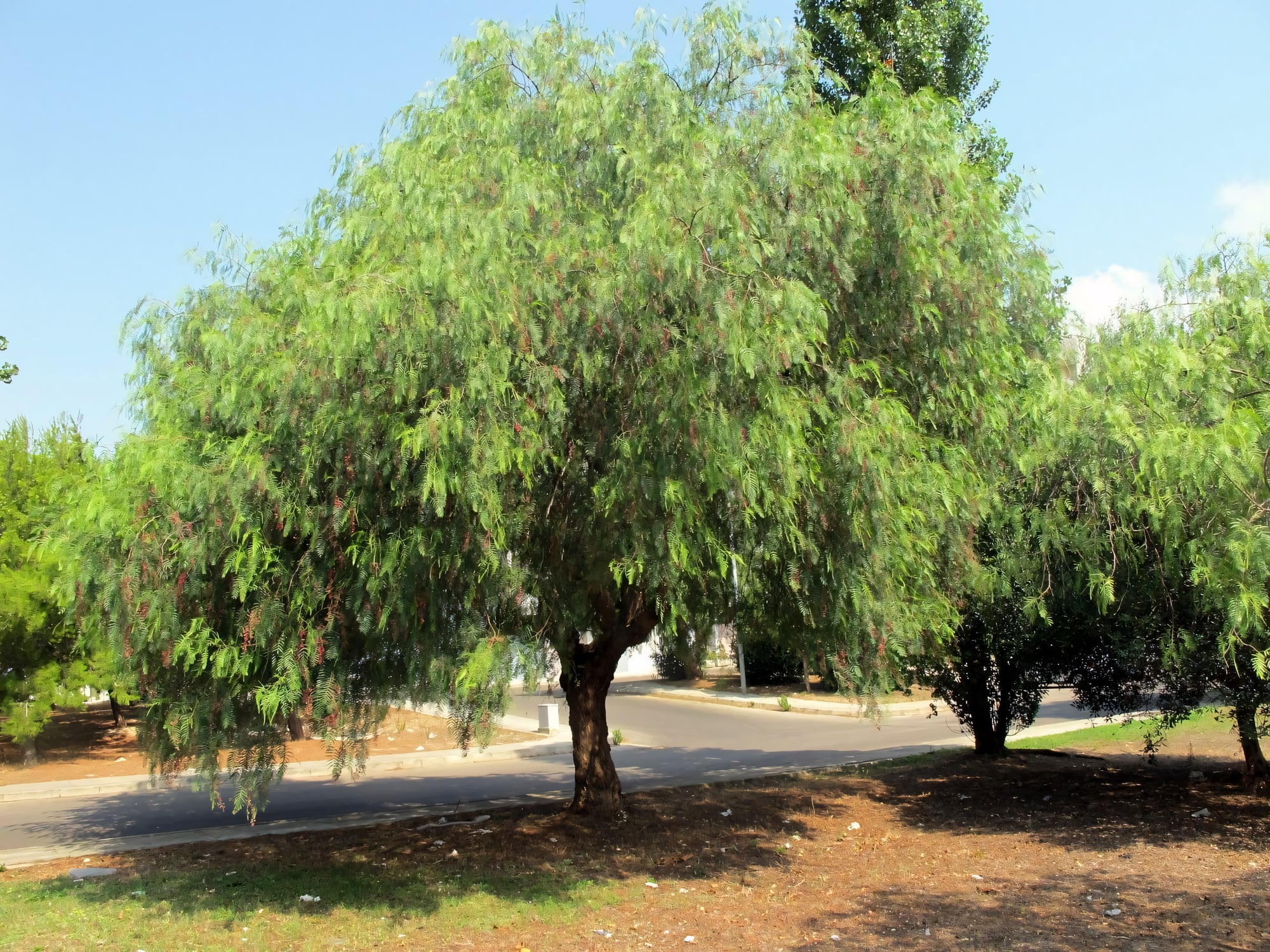 Перуанский перец (Шинус)