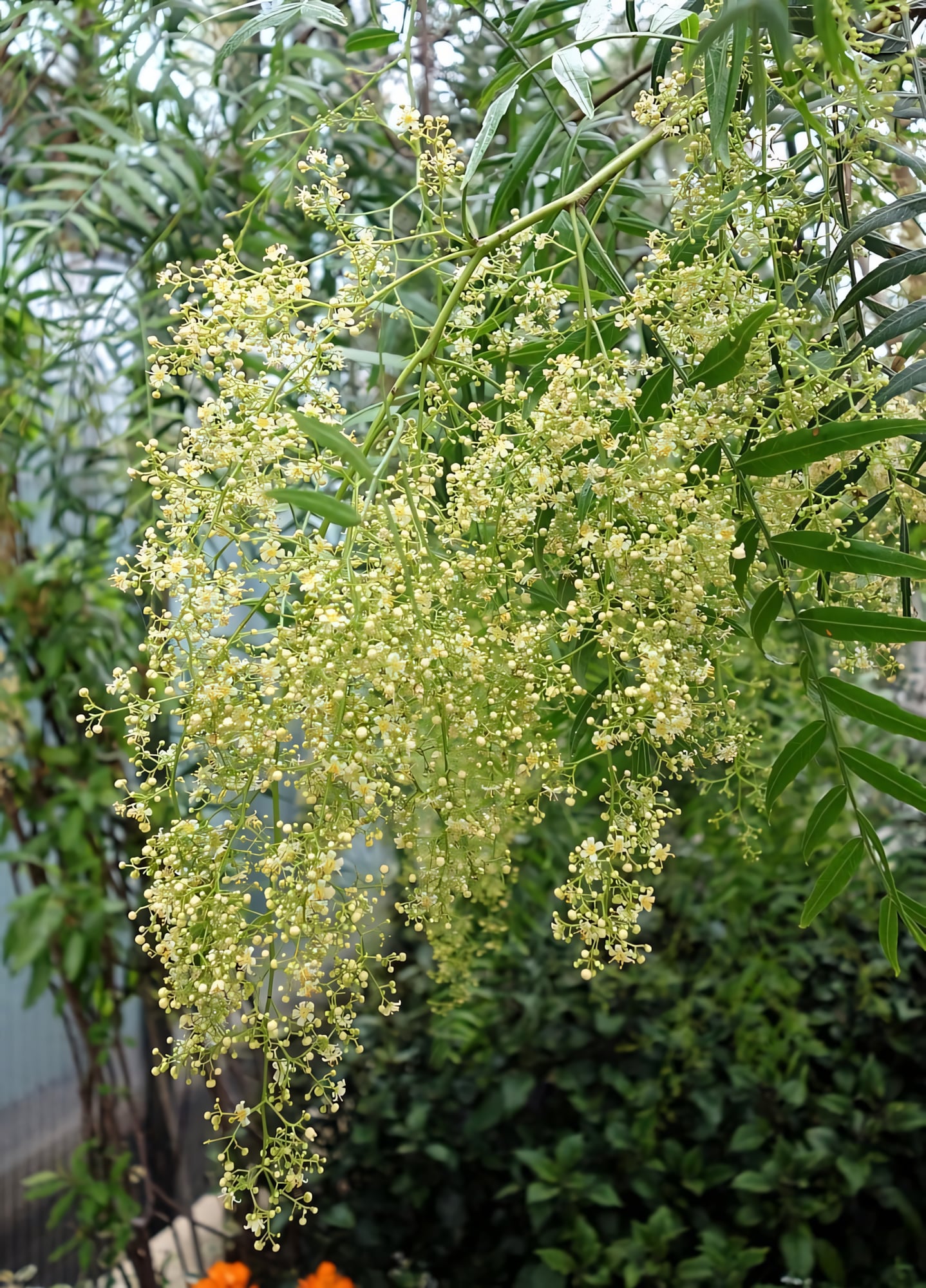 Перуанский перец (Шинус)