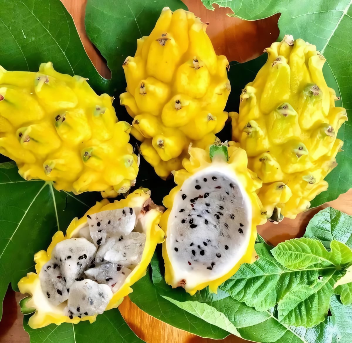 Питахайя жёлтая