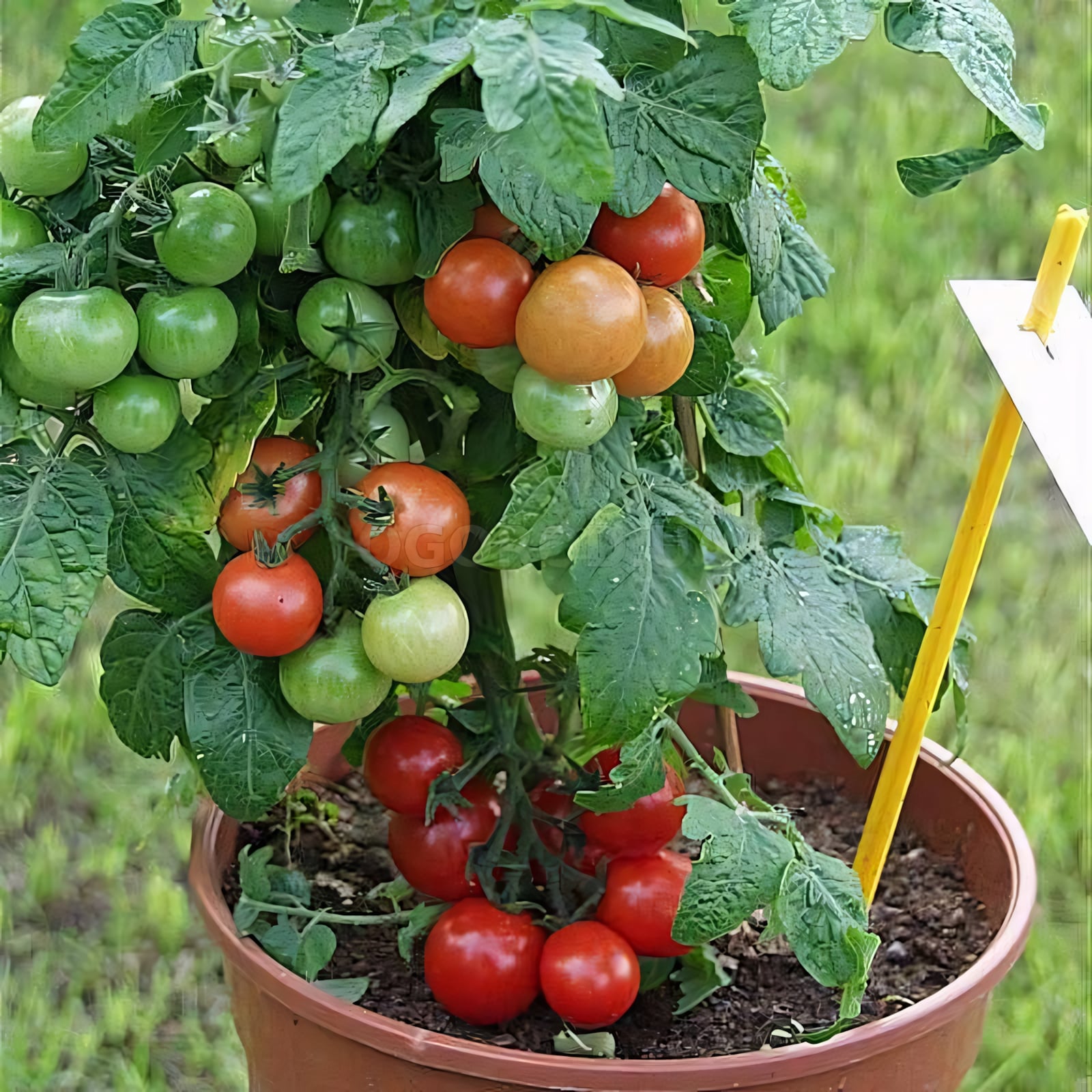 Томат Балконное чудо