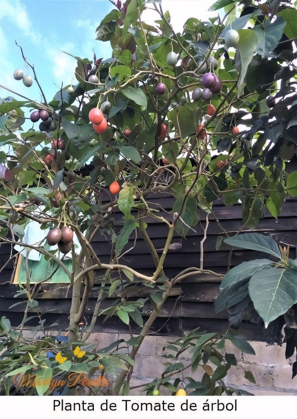 Цифомандра (Тамарилло)