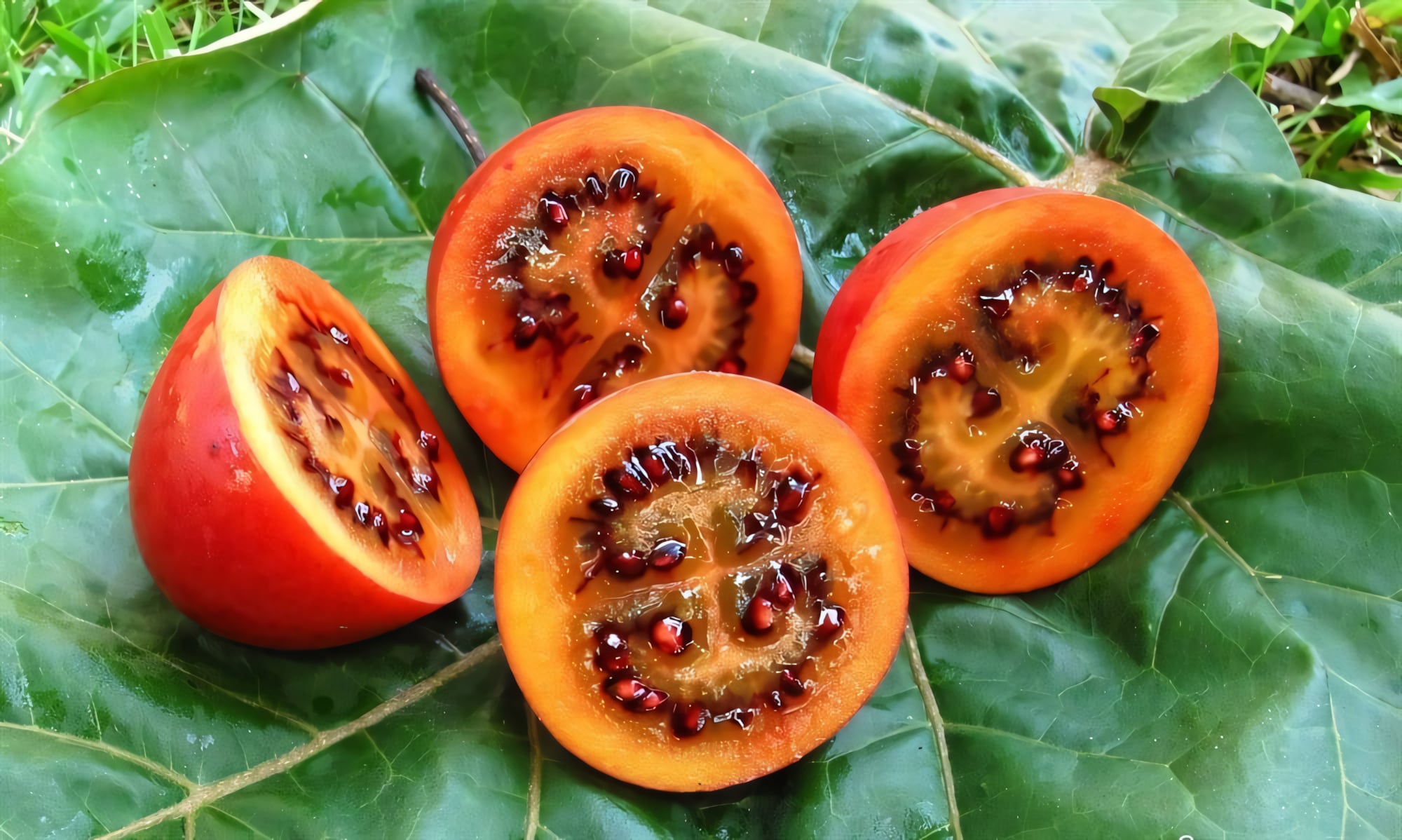 Цифомандра (Тамарилло)