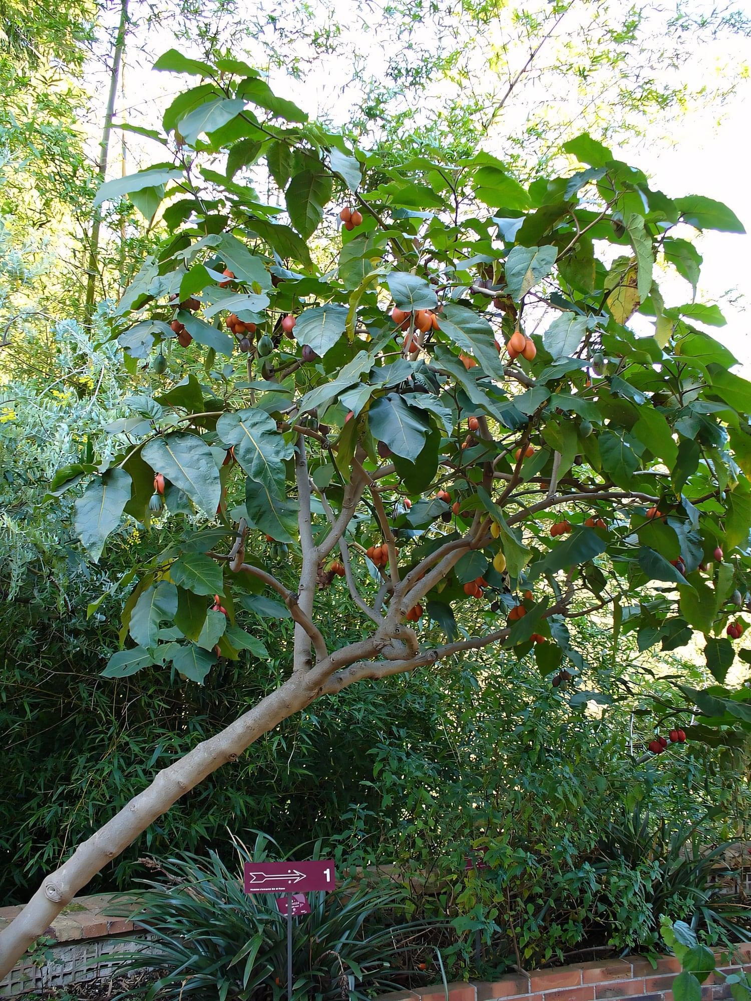 Цифомандра (Тамарилло)