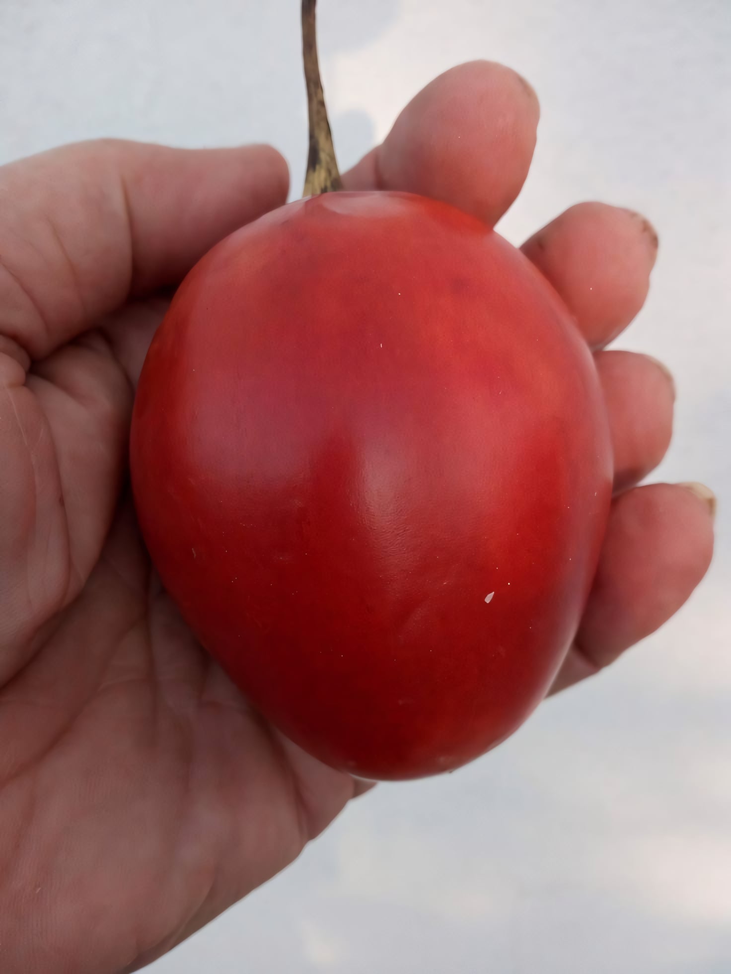 Цифомандра (Тамарилло)