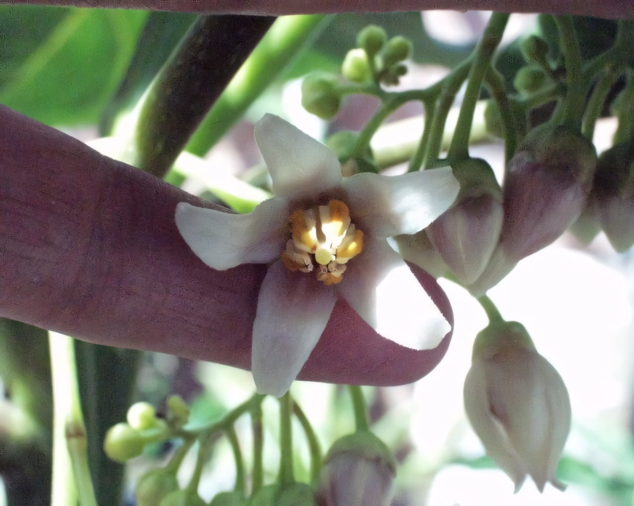 Цифомандра (Тамарилло)